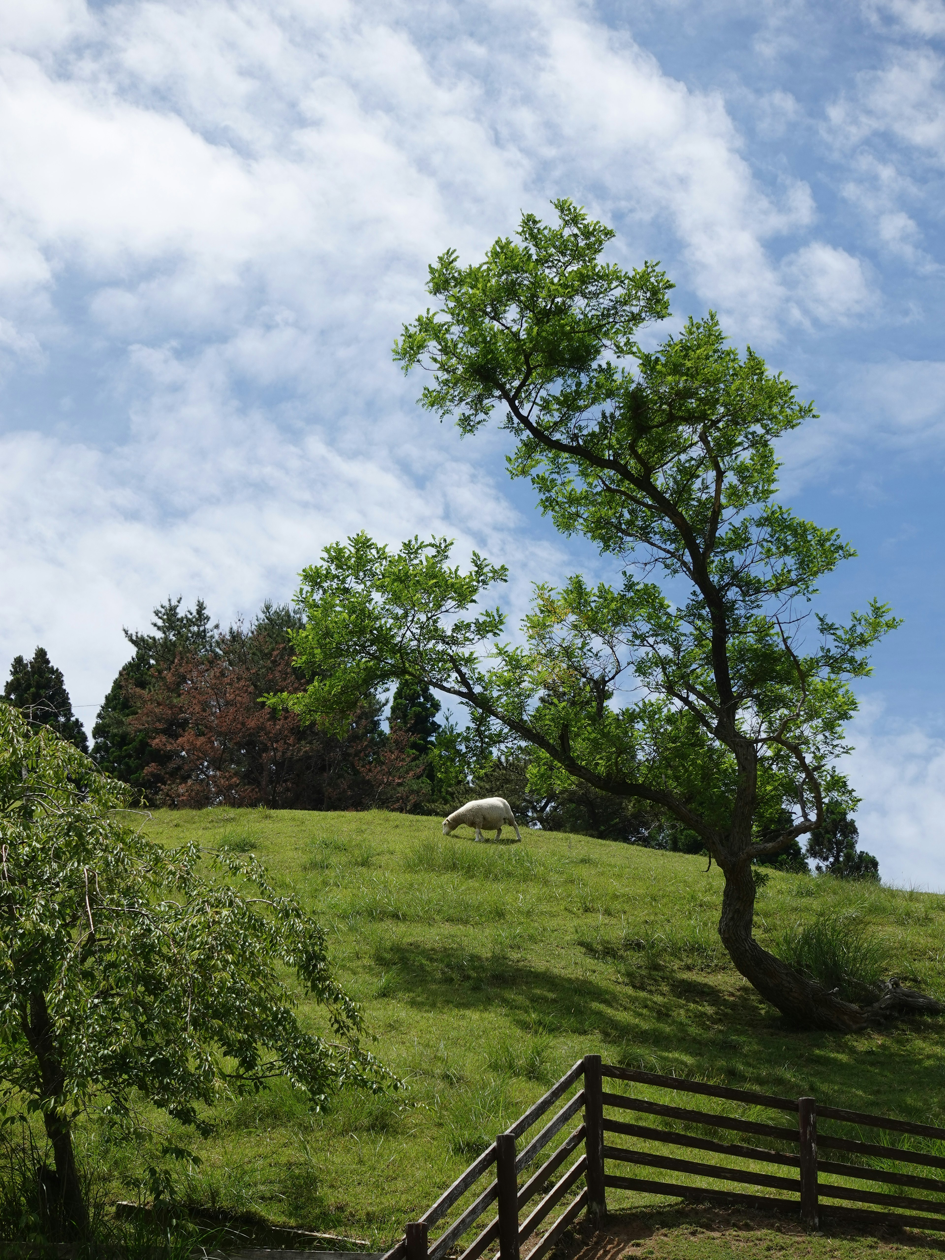 Lush green hillside with a leaning tree and a sheep