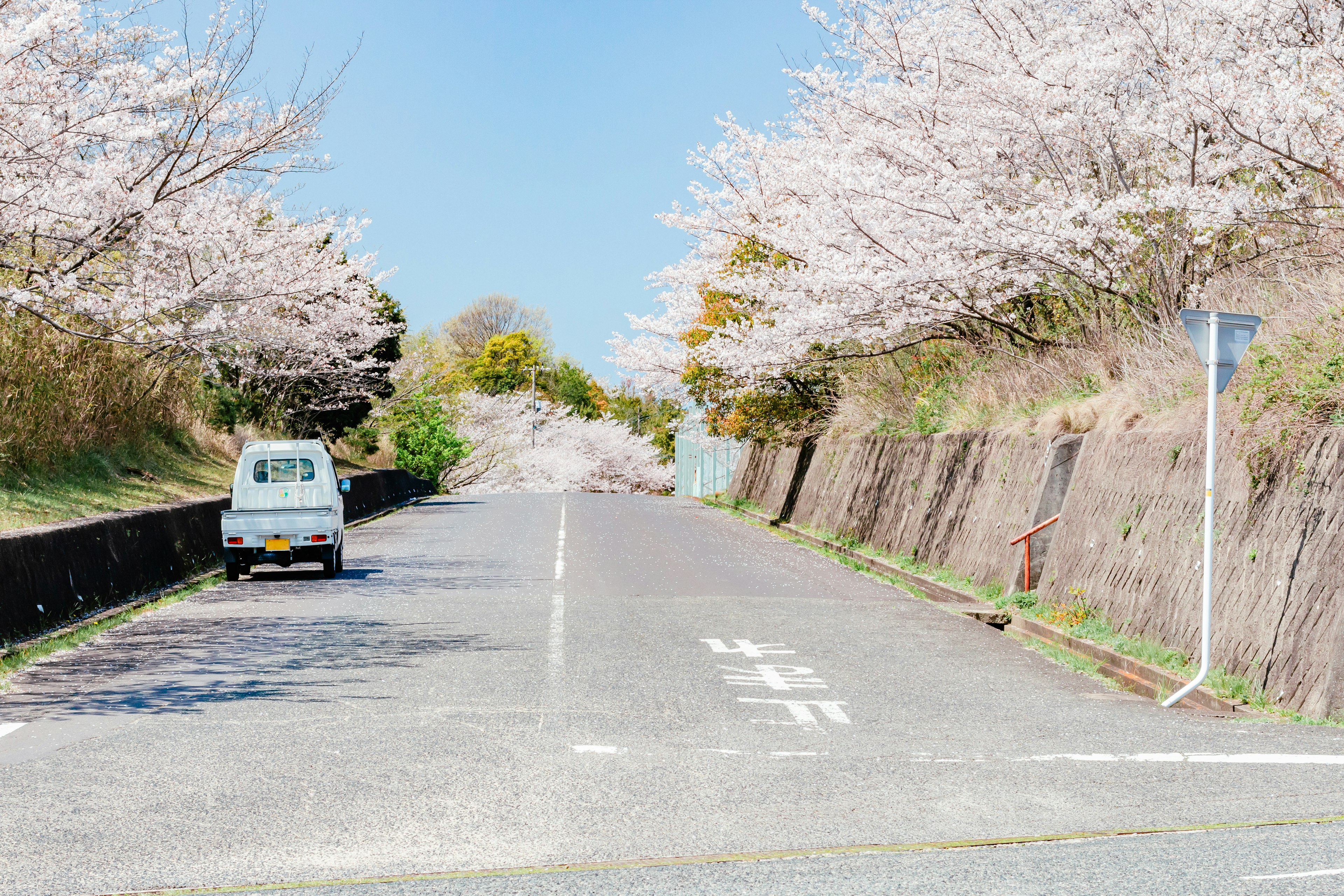 Jalan tenang yang dikelilingi pohon sakura dan mobil putih