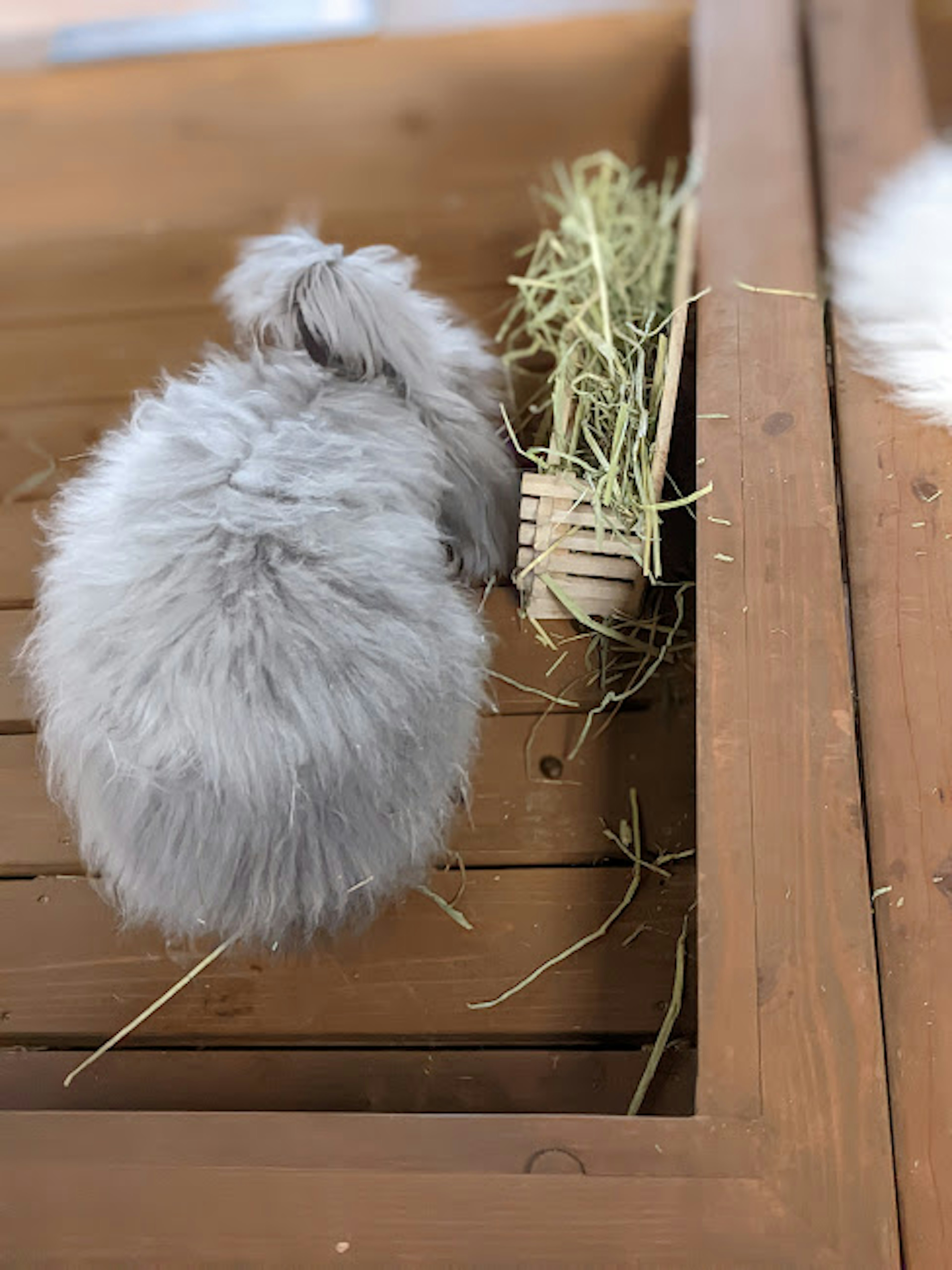 Un conejo gris esponjoso comiendo heno de una caja de madera