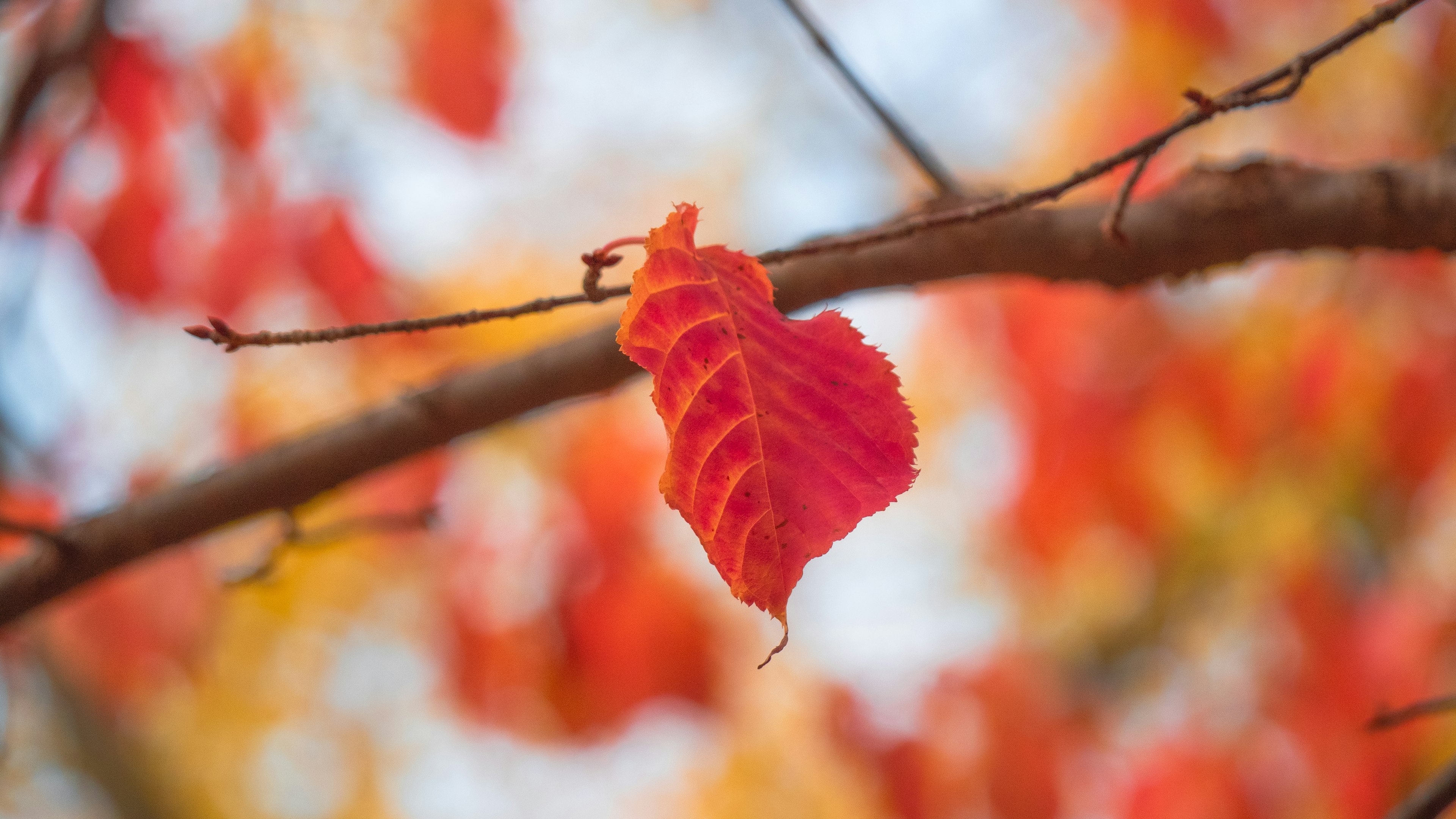 Una foglia rossa brillante appesa a un ramo in un paesaggio autunnale