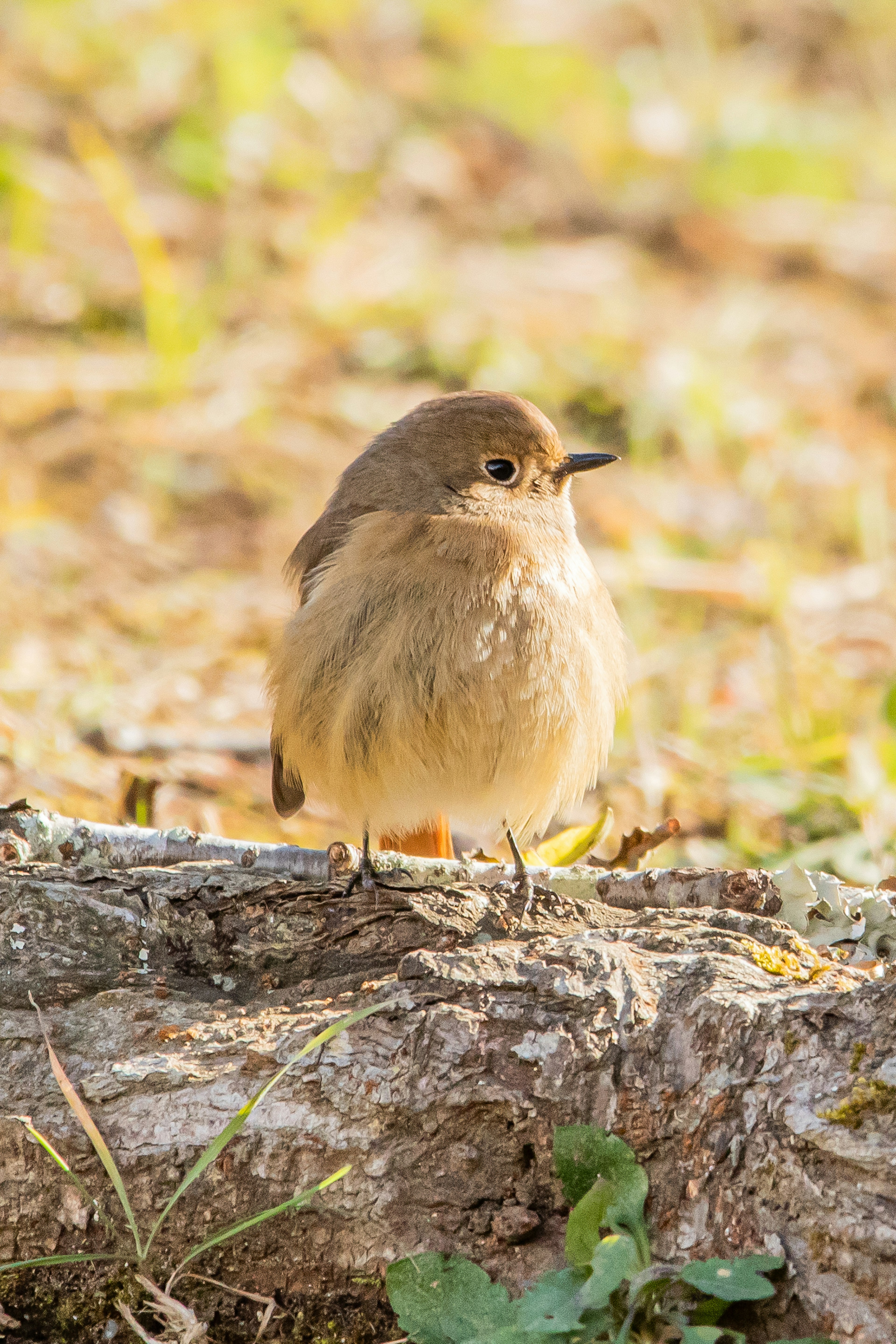 Ein kleiner Vogel, der auf einem Baumstamm mit flauschigen Federn steht