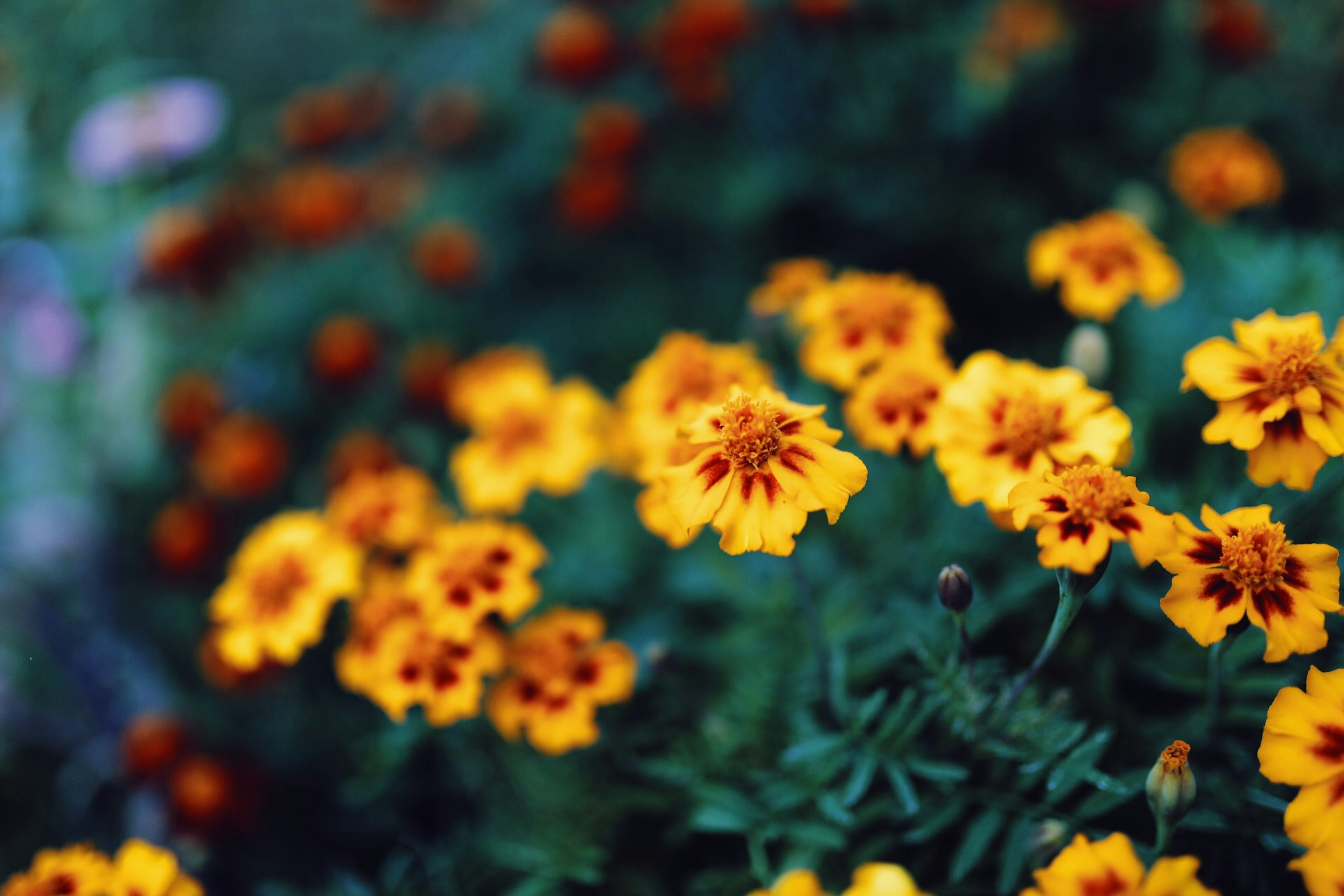 Vibrant yellow marigold flowers blooming in a garden