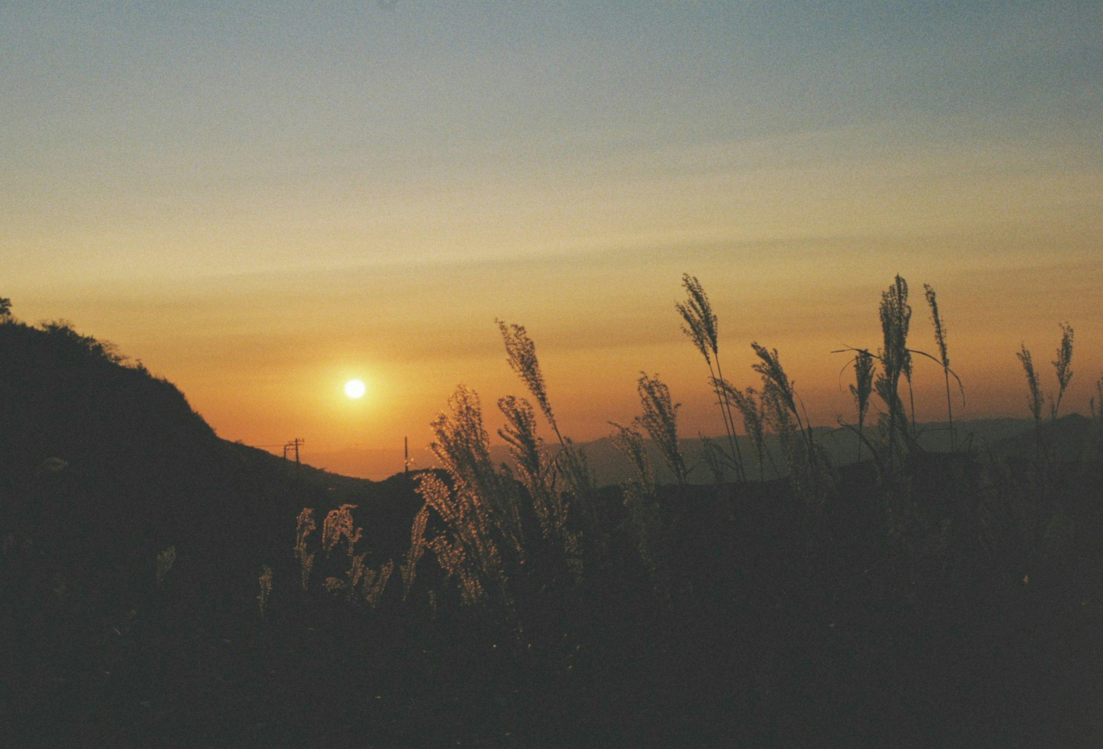 Silhouette of grass against a sunset over the mountains