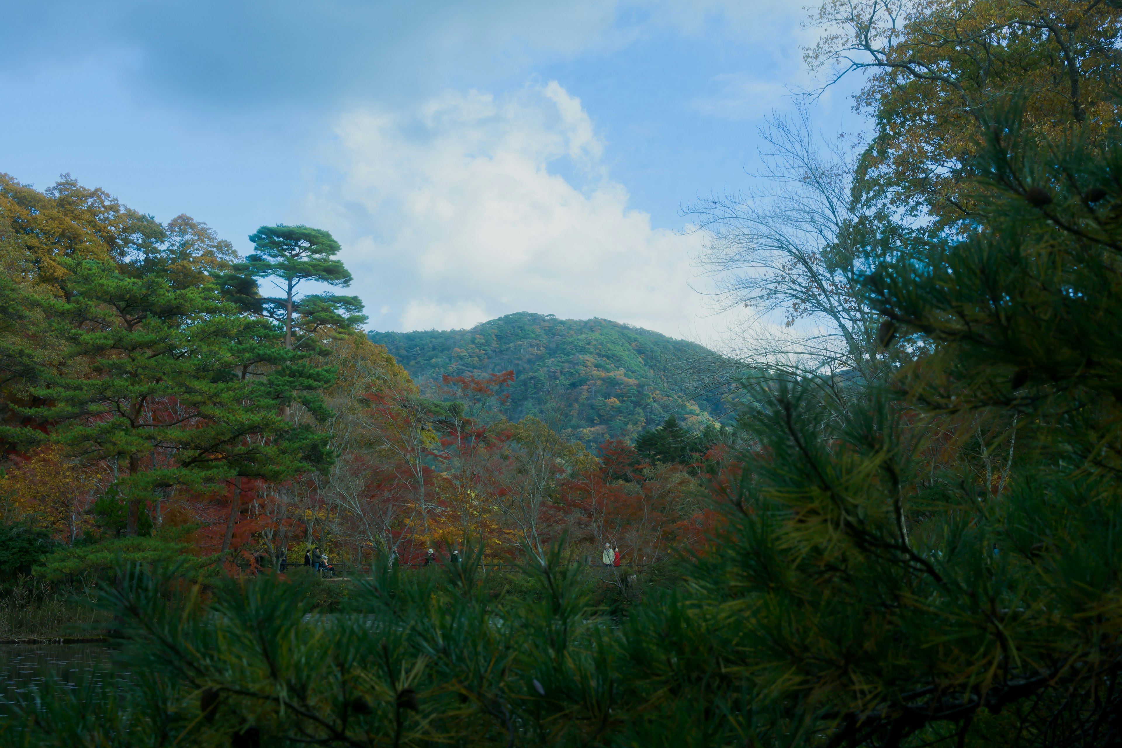 秋季风景，色彩斑斓的树木和远处的山脉