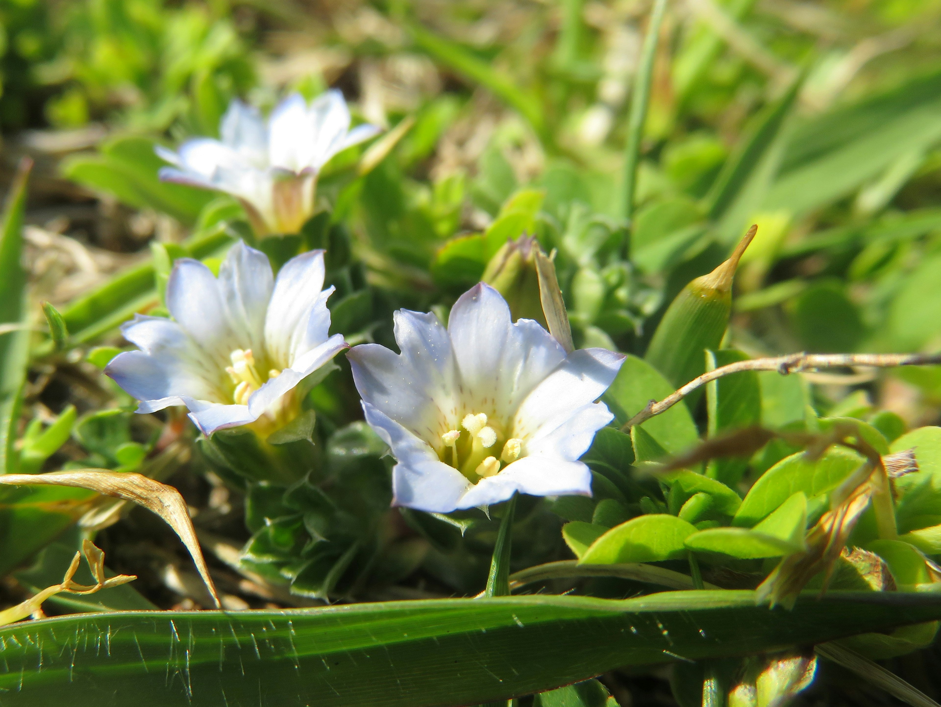 Three blue flowers blooming among green grass