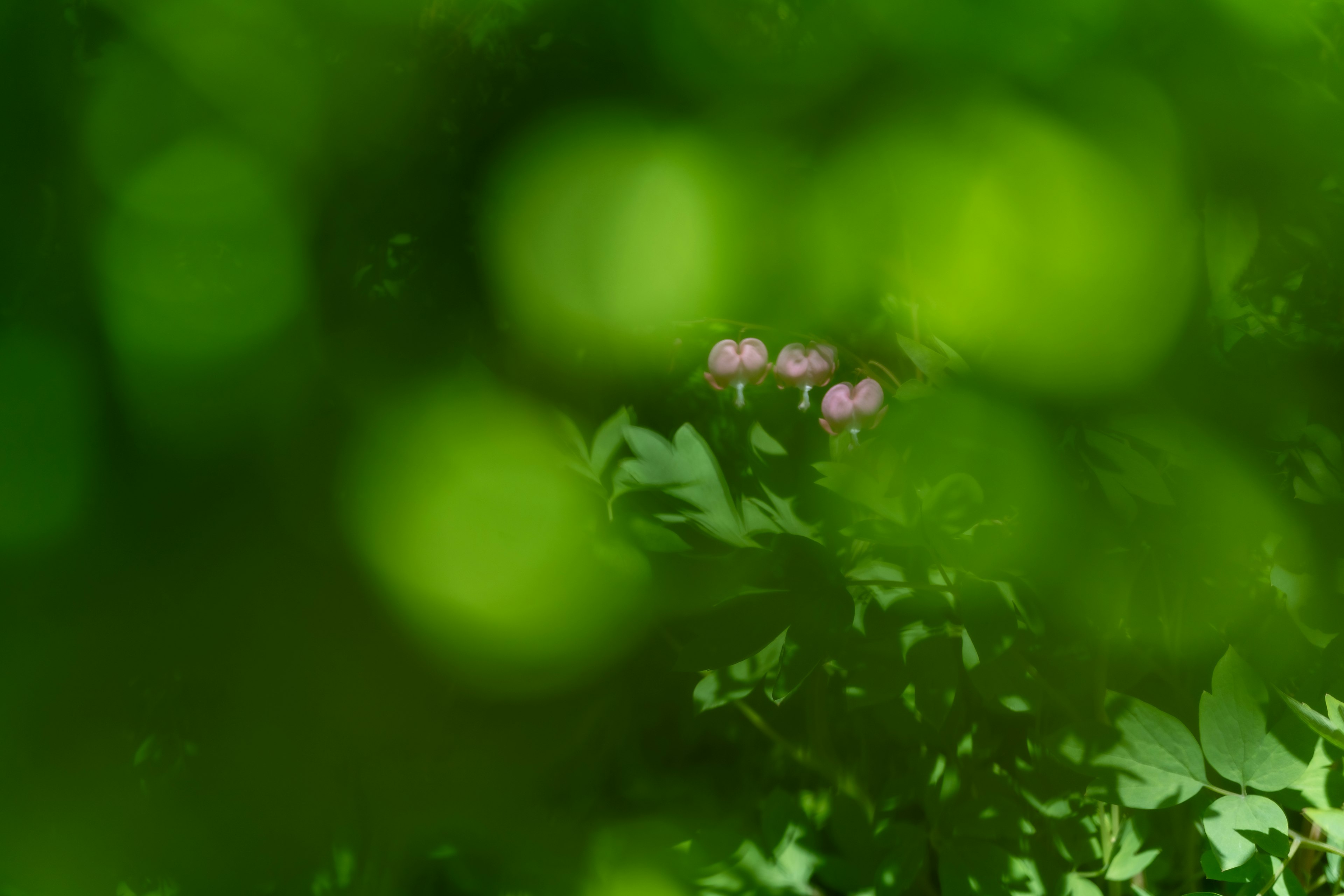 緑の葉の間に隠れたピンクの花が見える風景