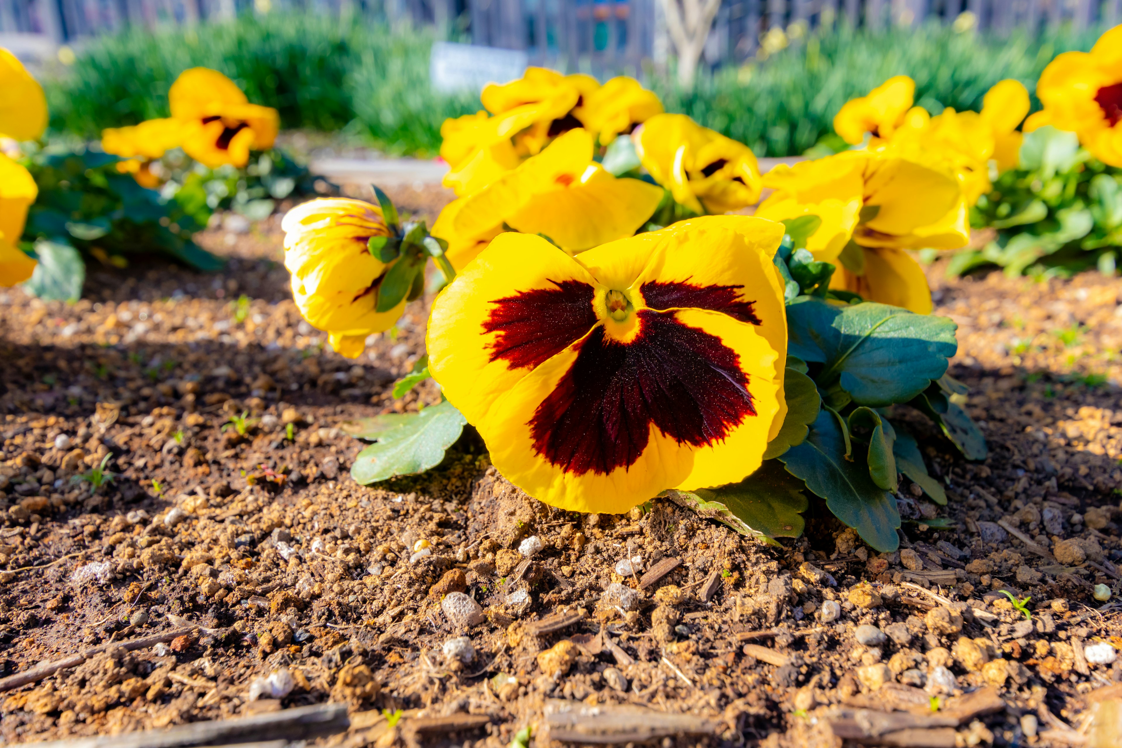 Vibrant yellow pansy flowers blooming on the ground