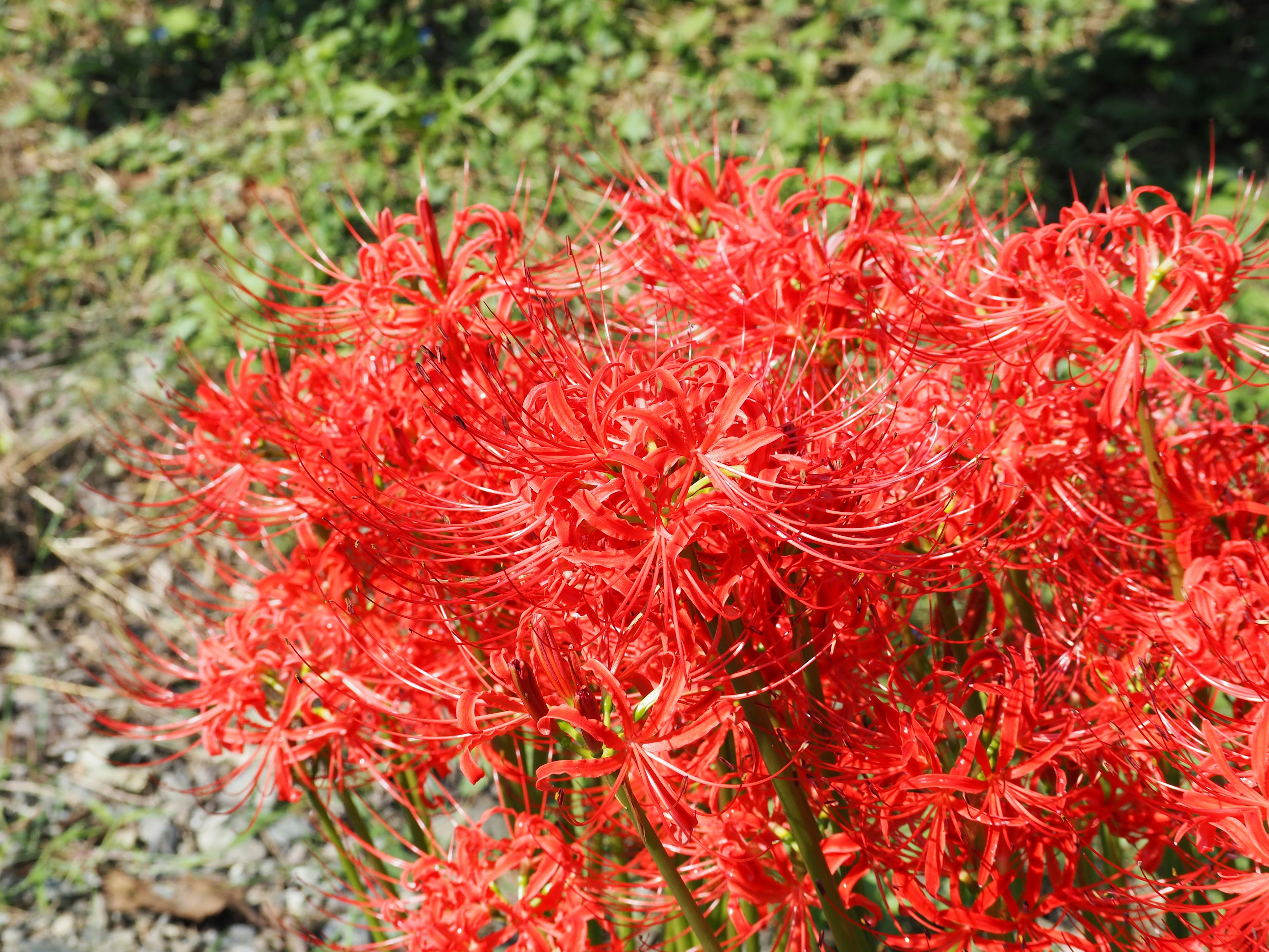 Vibrant cluster of red spider lilies basking in sunlight