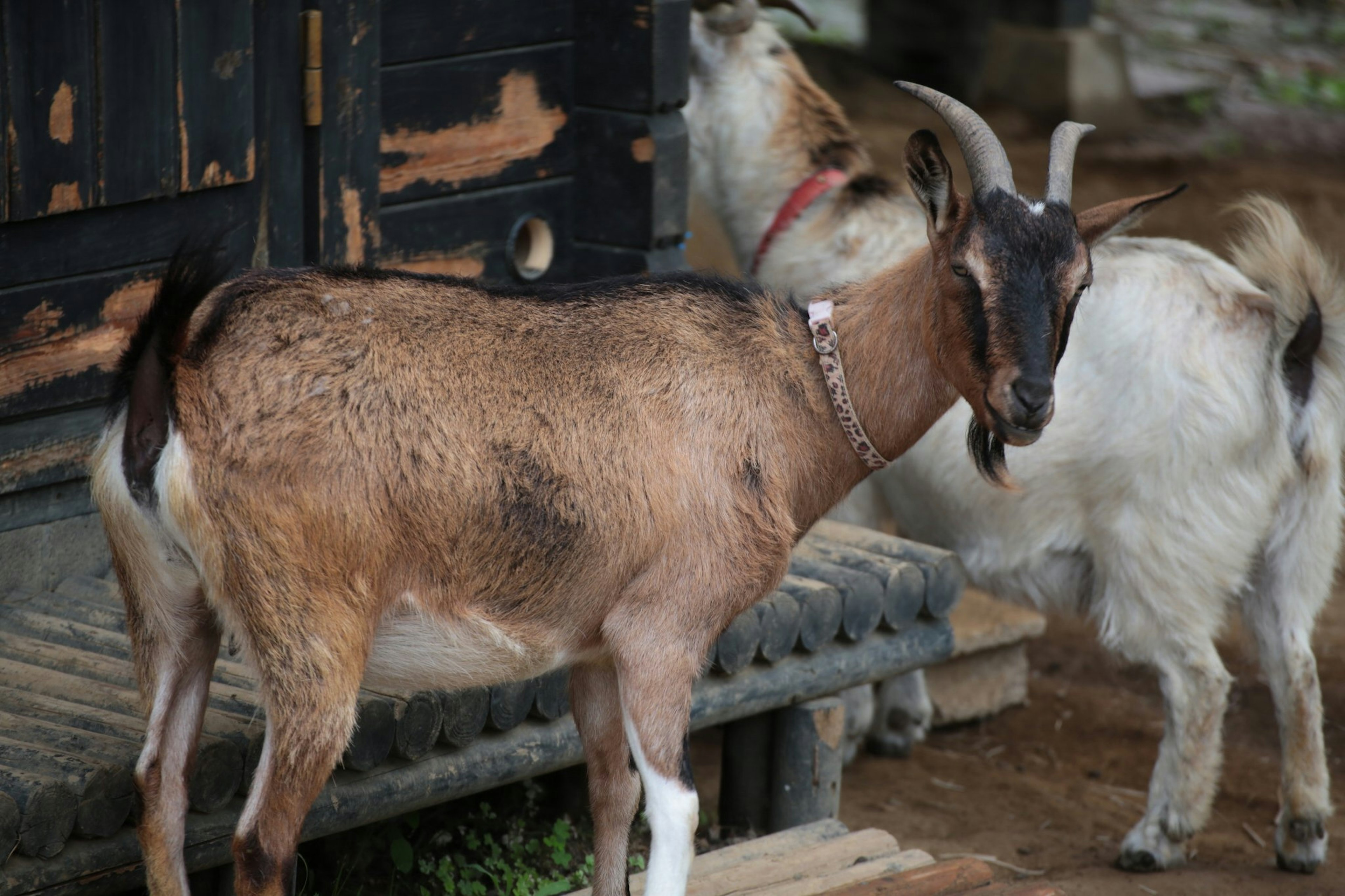 Kambing coklat berdiri di depan gubuk kayu