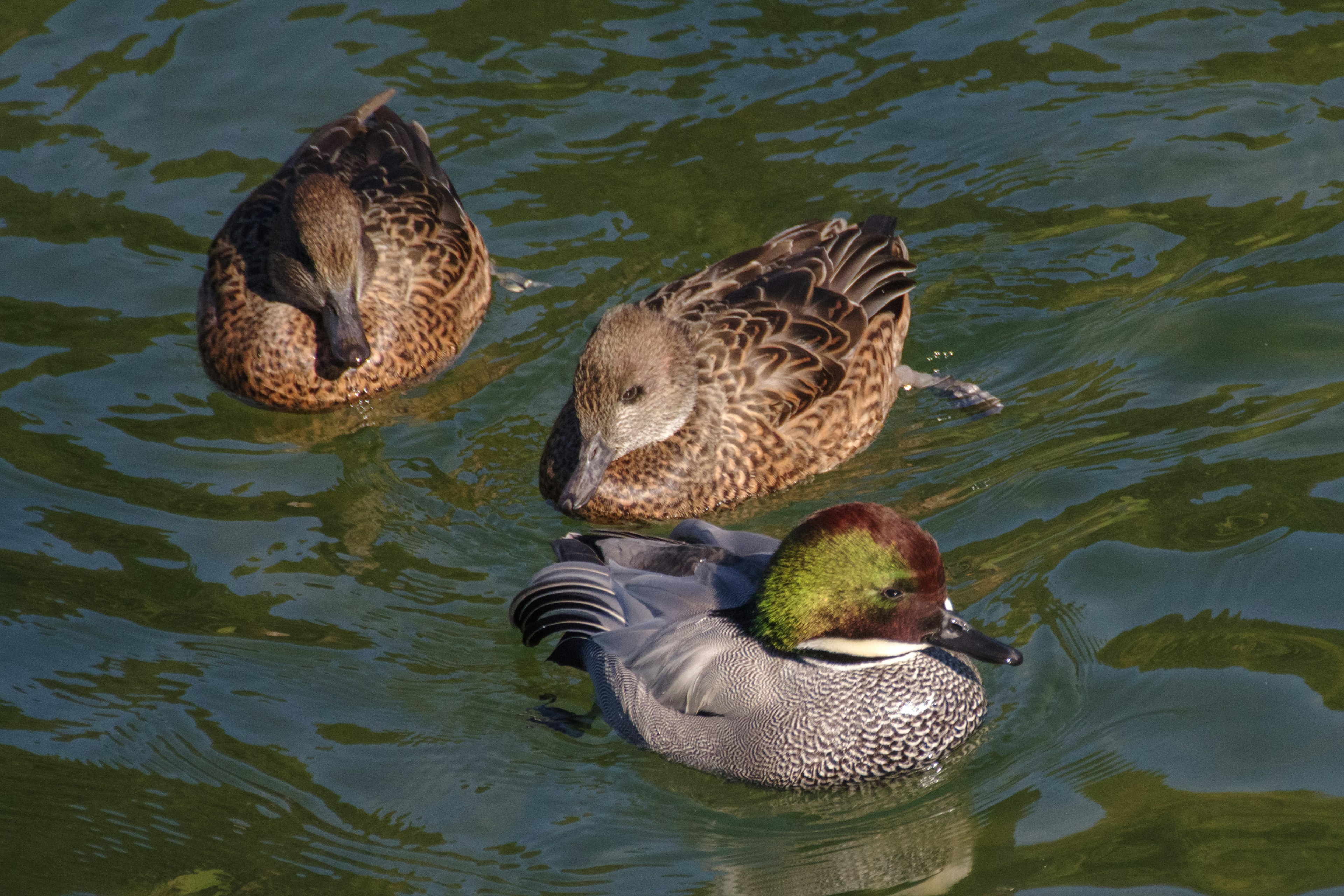 Three birds relaxing on the water surface