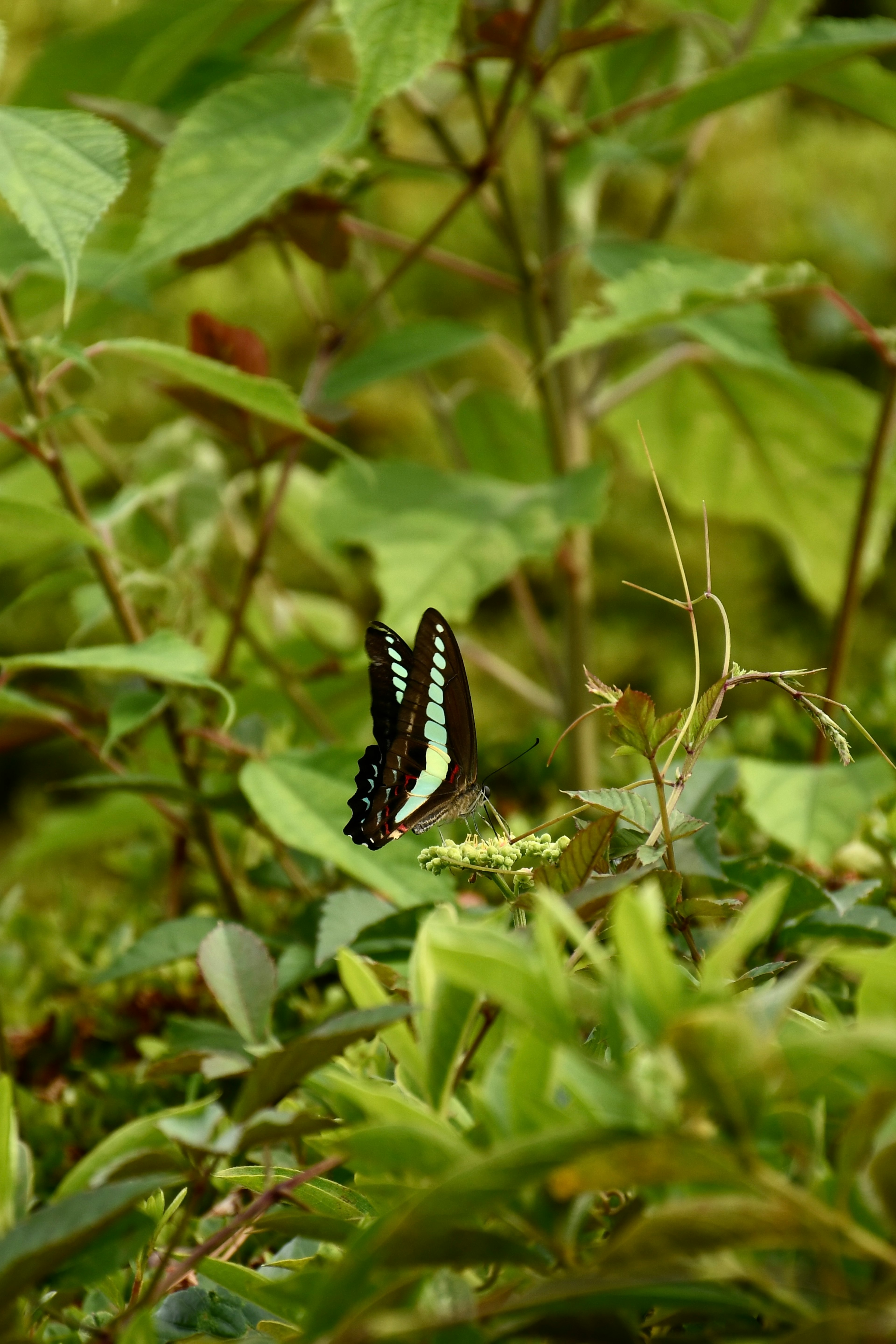 Una bella farfalla blu circondata da foglie verdi