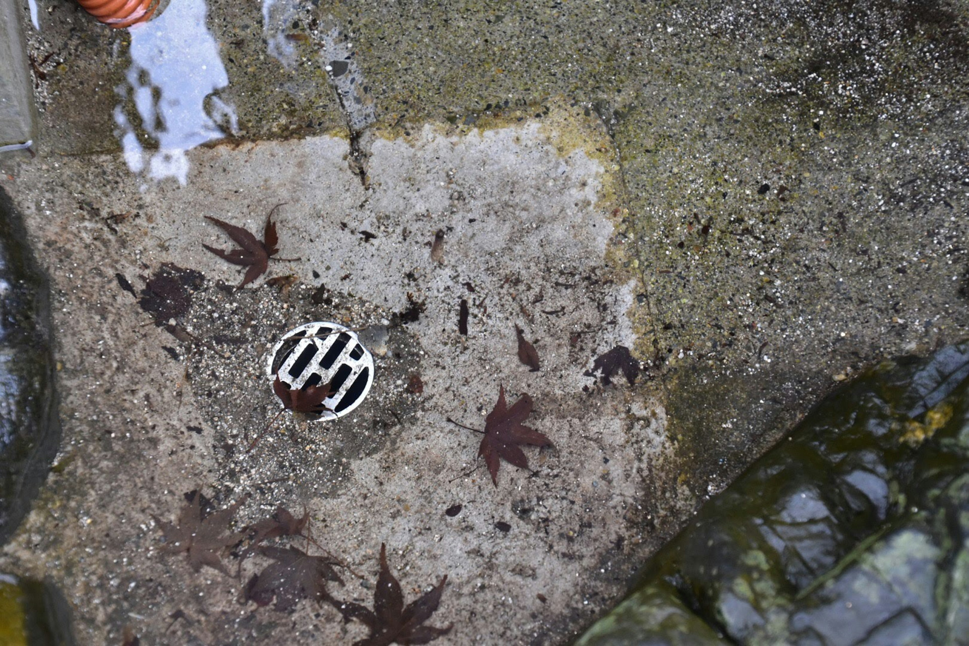 水たまりの中に落ち葉と排水口があるコンクリートの地面