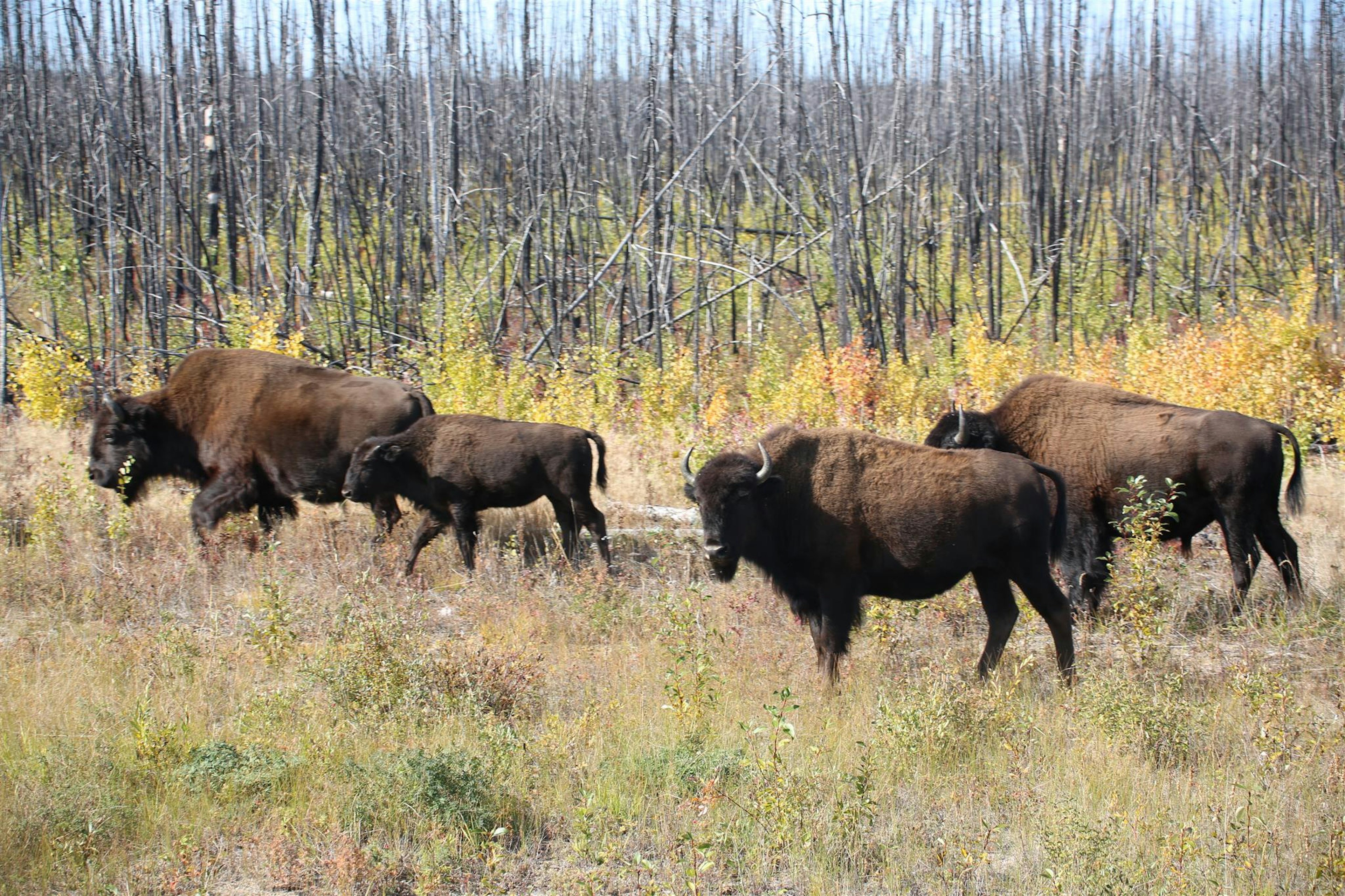 A herd of bison walking through a grassland with burnt trees in the background