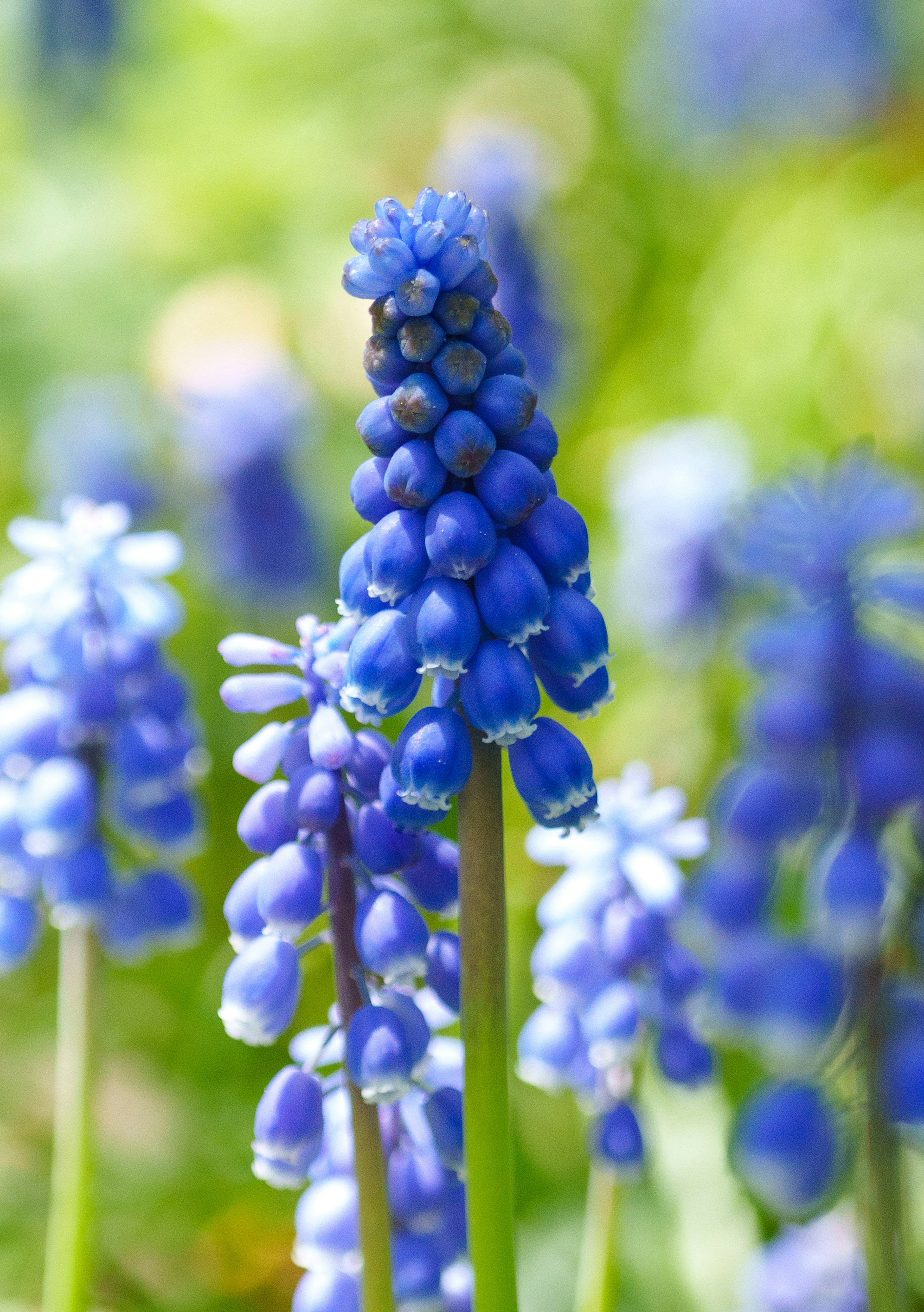 Groupe de fleurs de Muscari bleues en fleurs