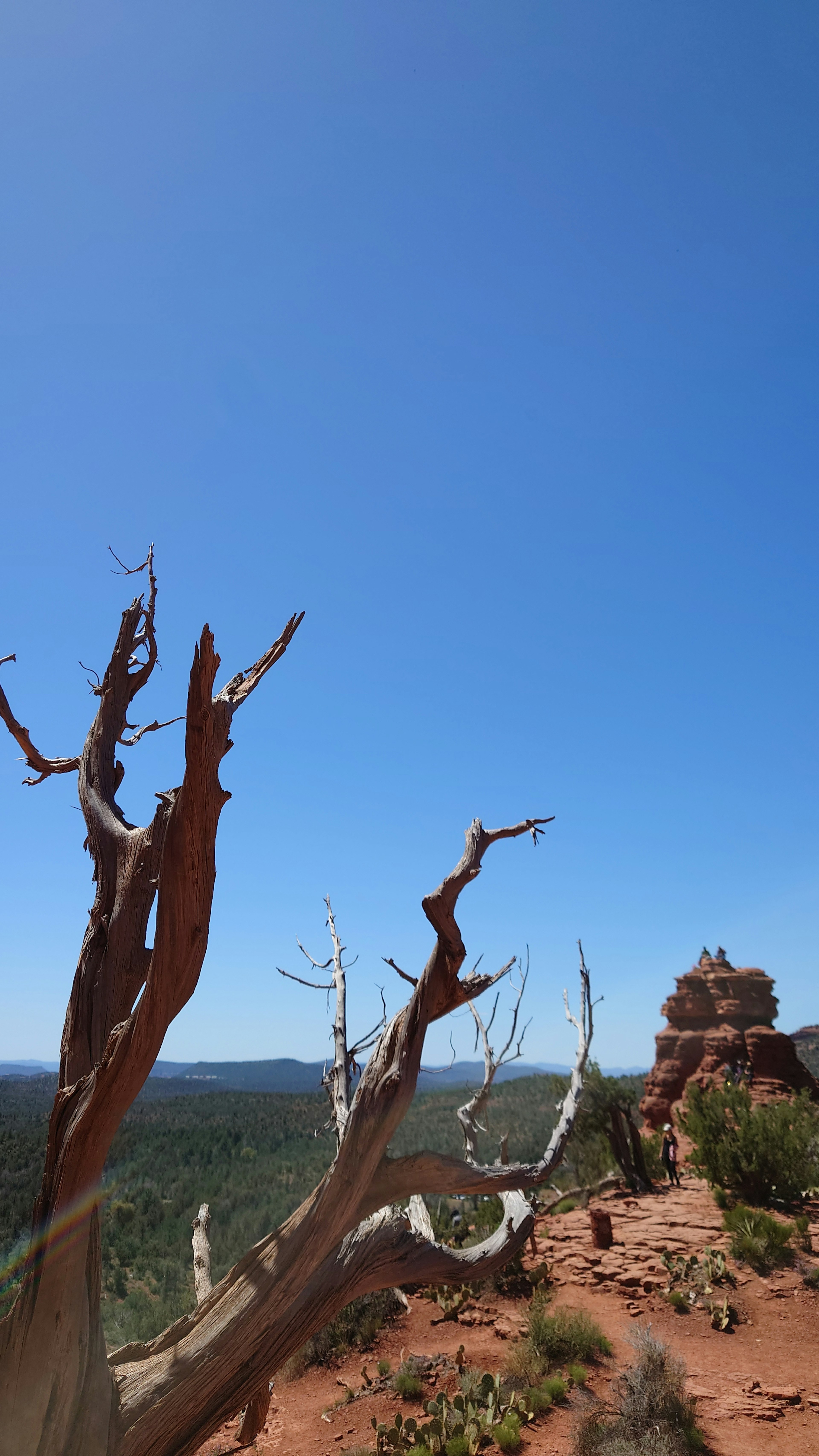 Une branche d'arbre sec contre un ciel bleu clair avec un paysage rocheux au loin