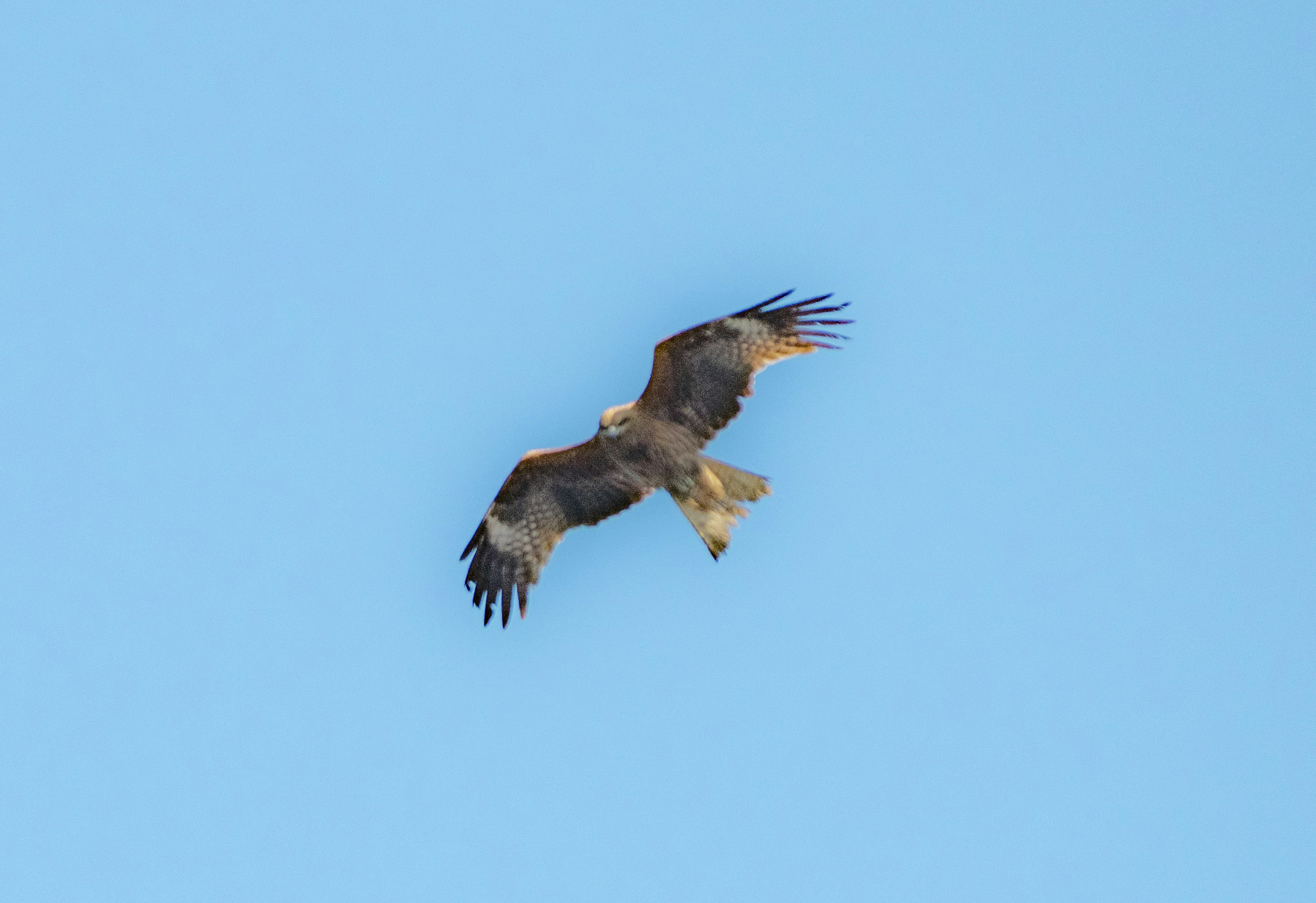 Águila volando contra un cielo azul claro