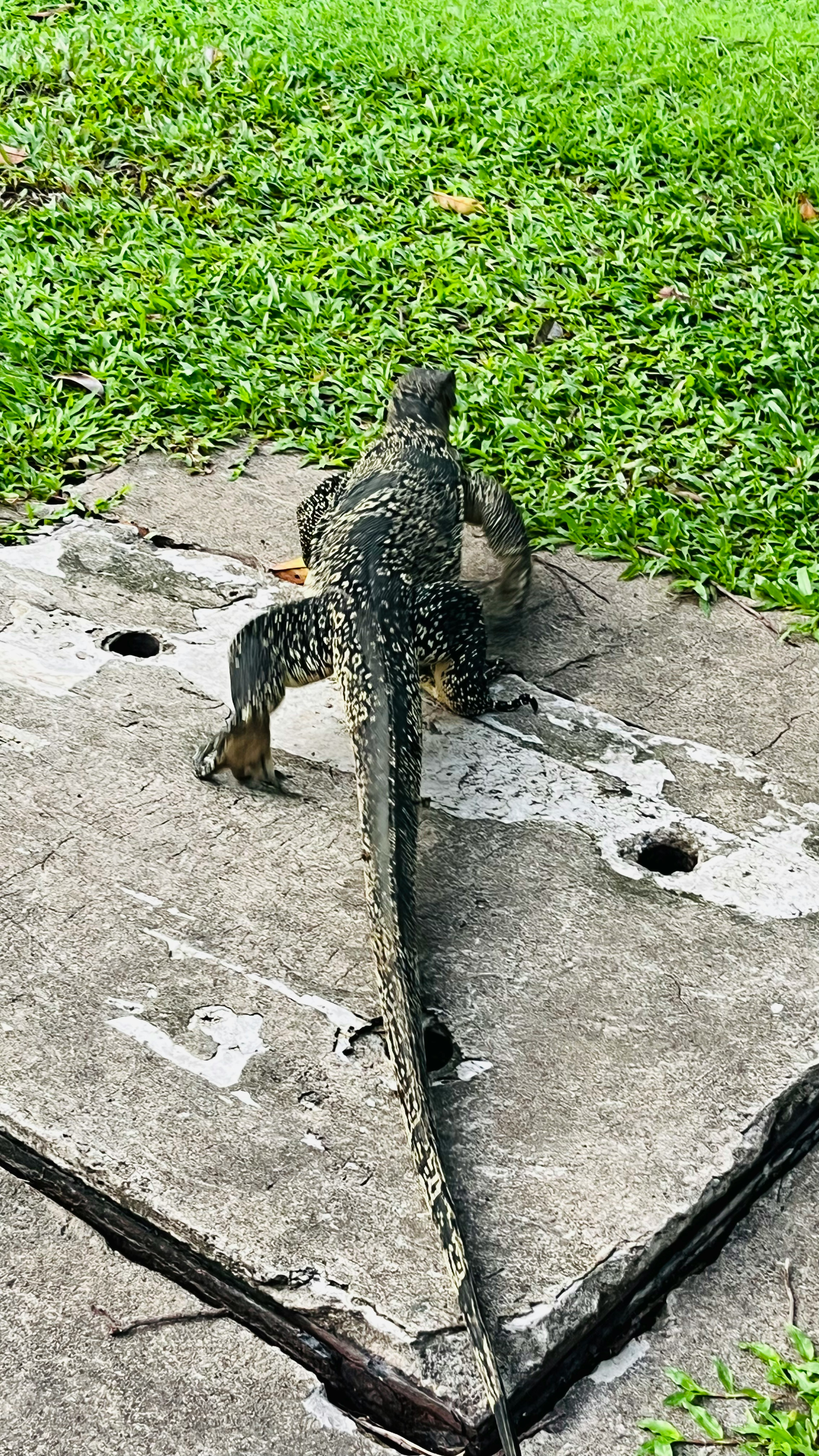 草の上にいるトカゲの後ろ姿と尾