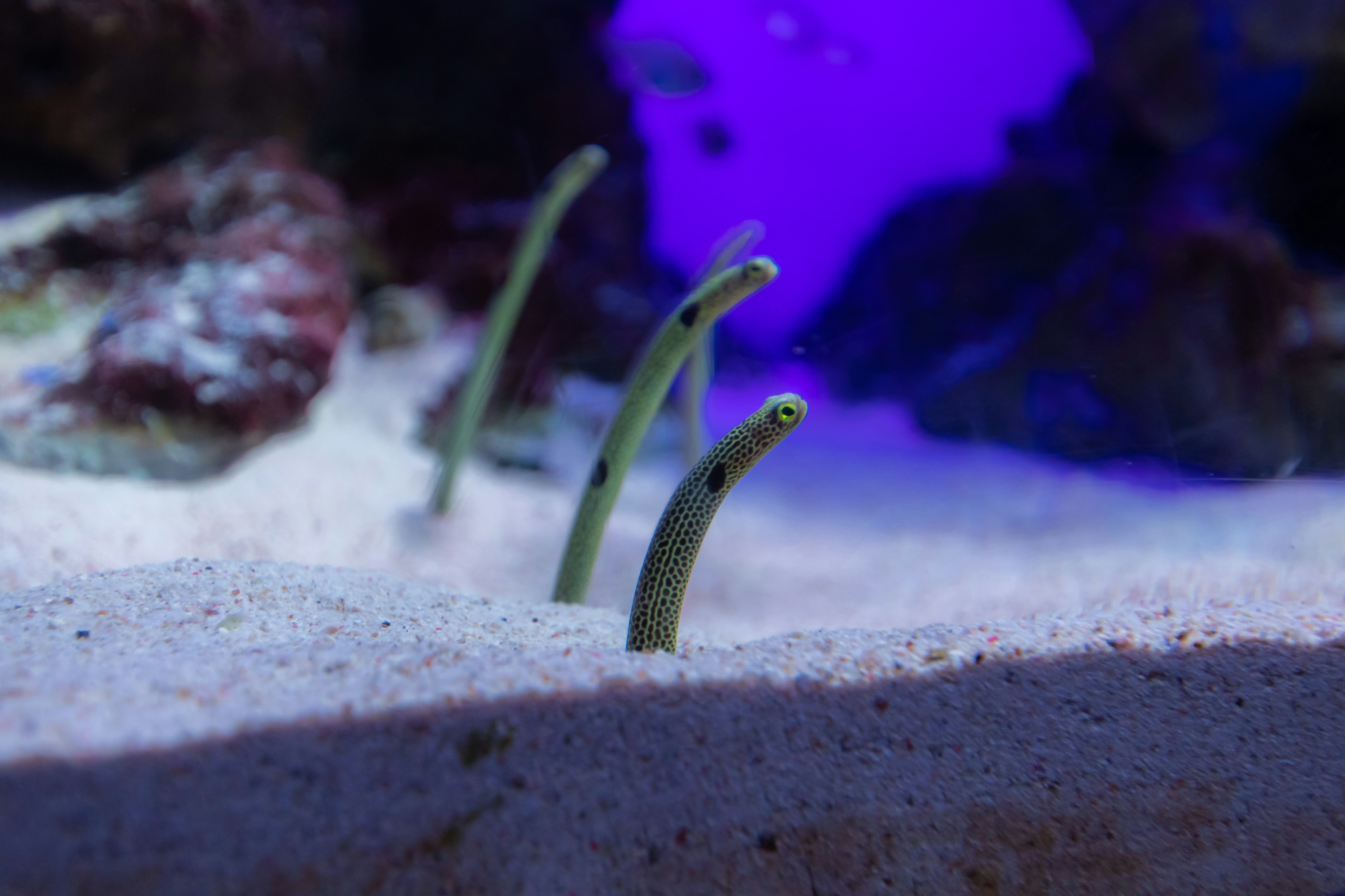 Green plants emerging from sandy substrate in aquarium with purple lighting