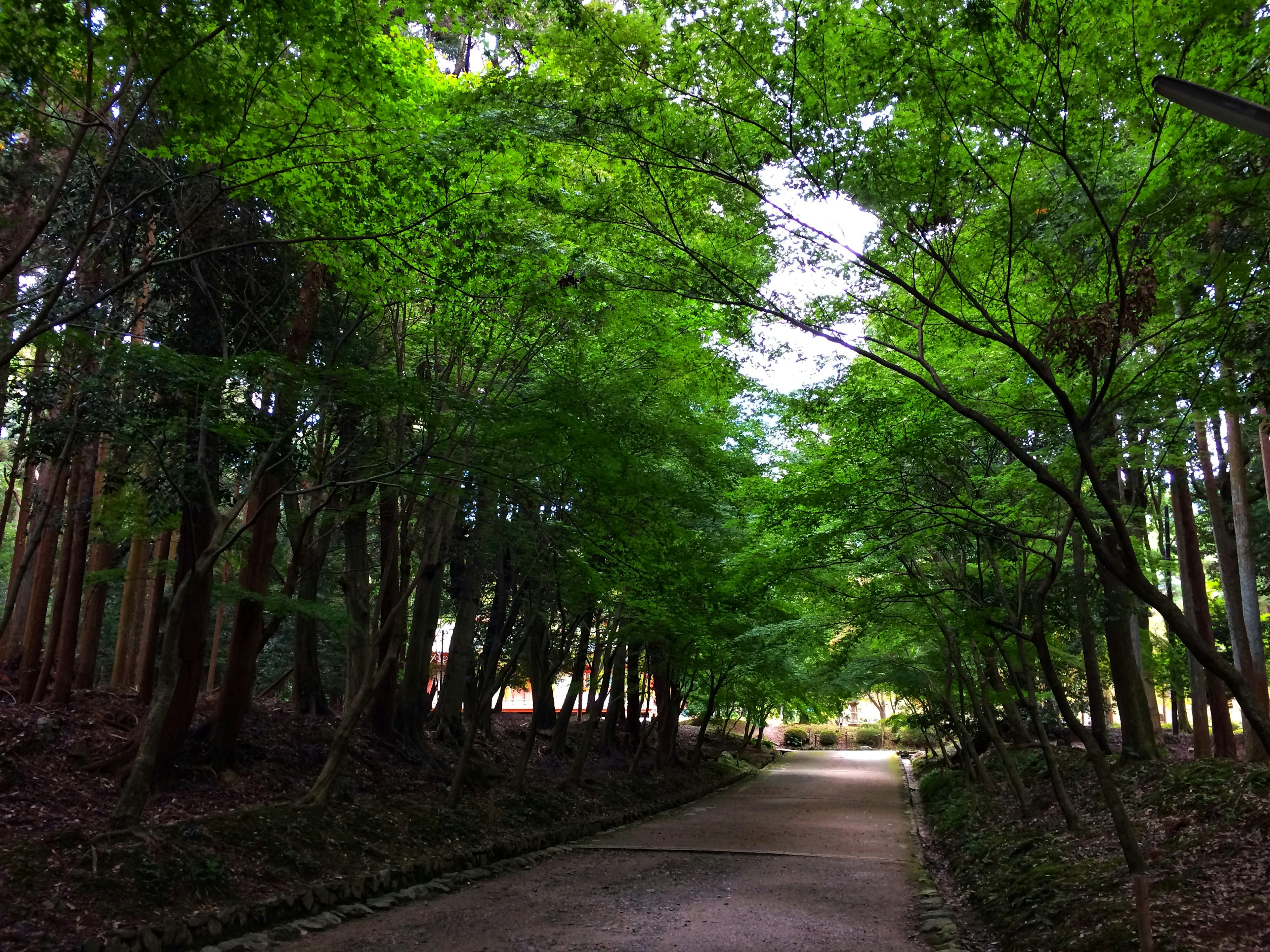 A serene path surrounded by lush green trees