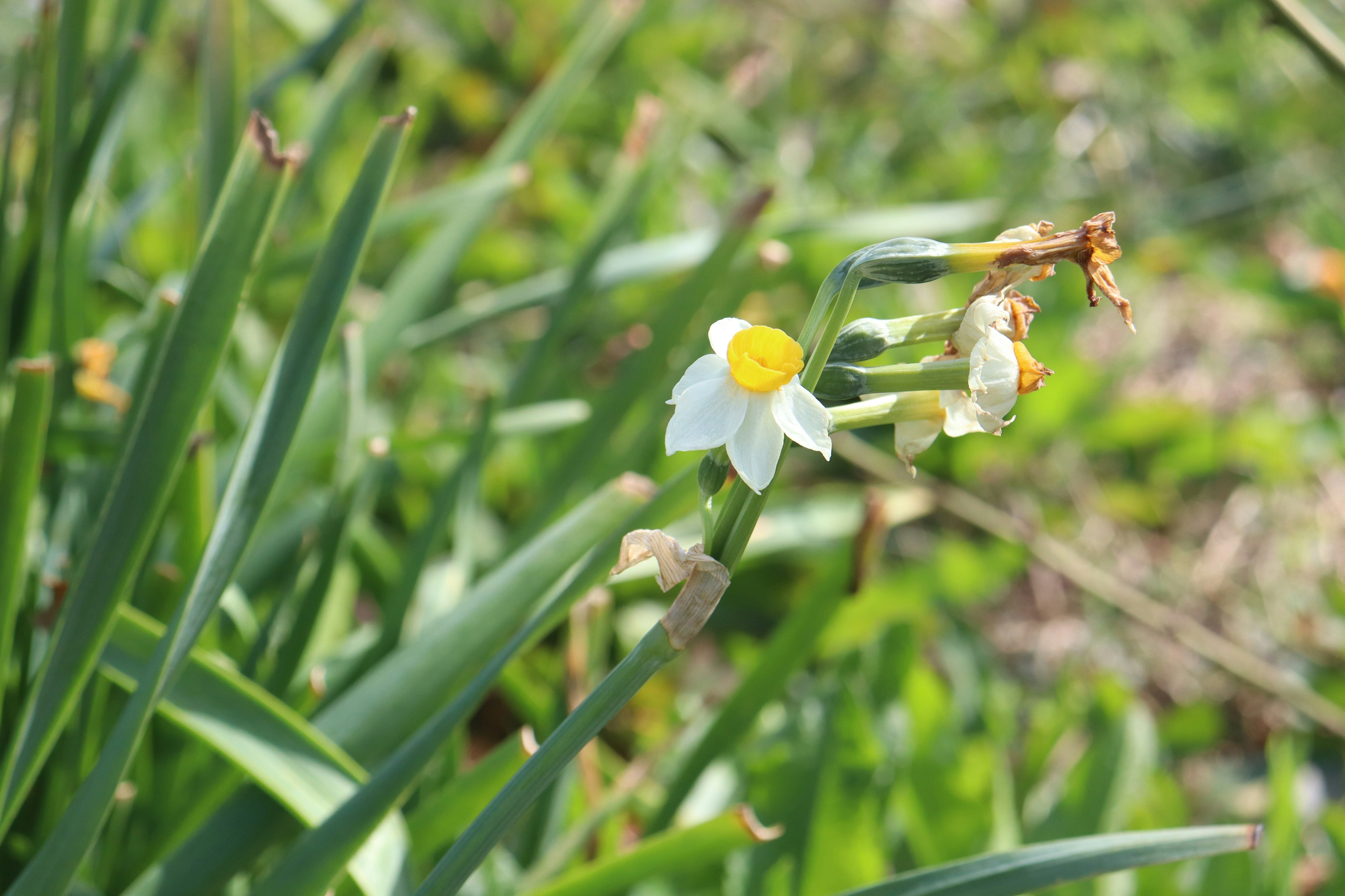 白い花と黄色い中心を持つ水仙の花が緑の葉の間に咲いている