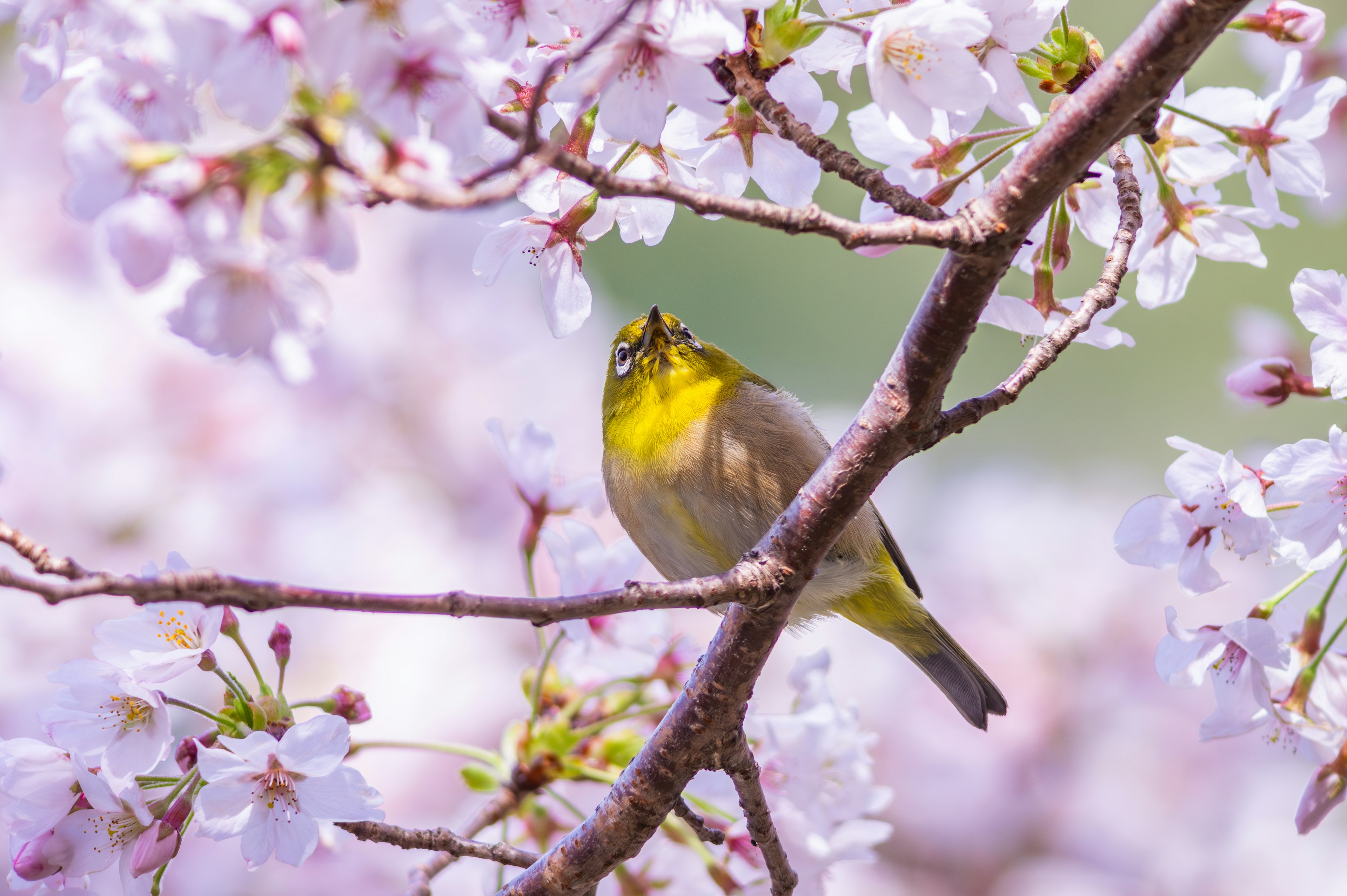 Un uccello vibrante posato tra i fiori di ciliegio