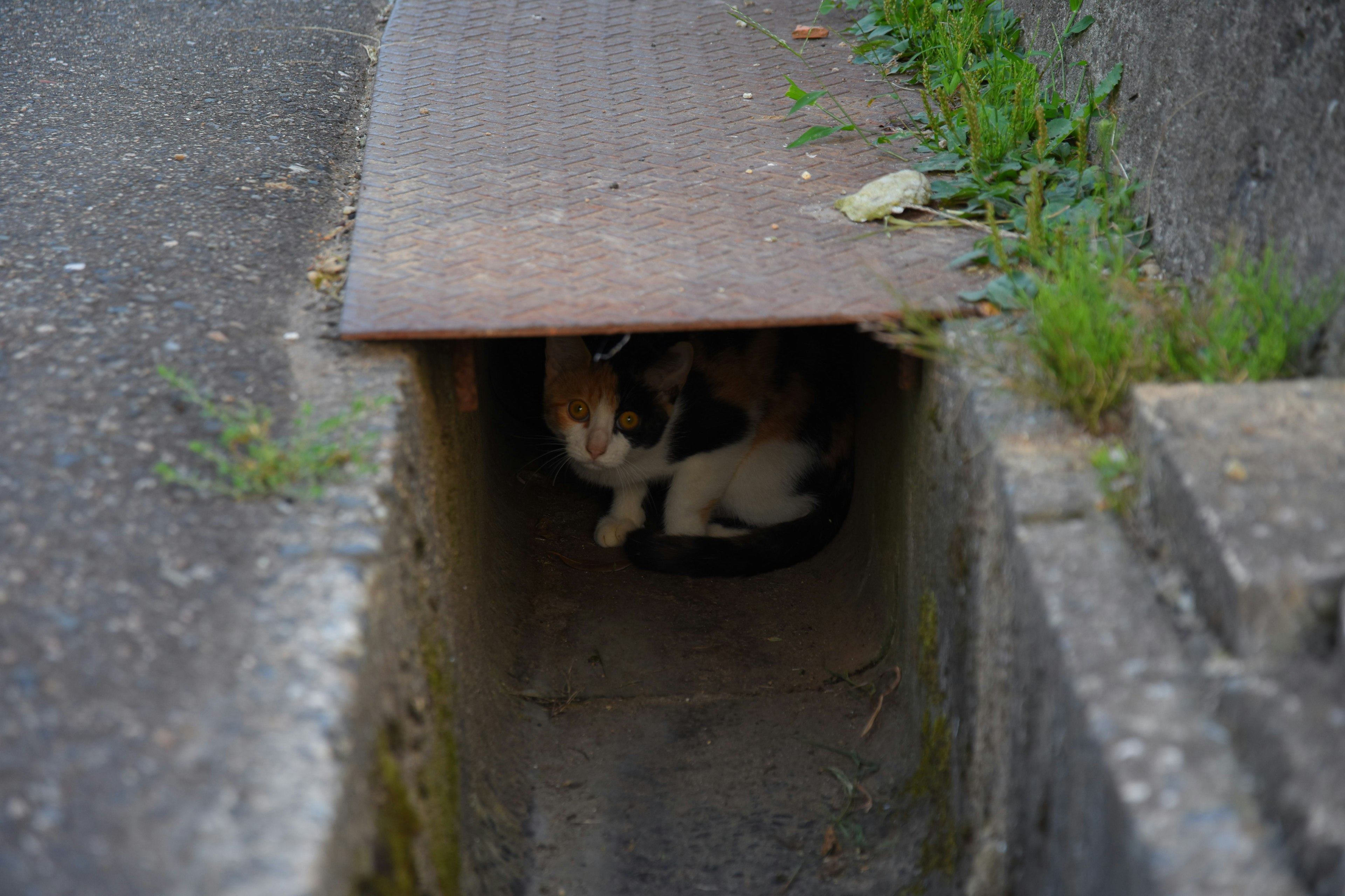 A cat hidden in a drainage ditch under a metal cover