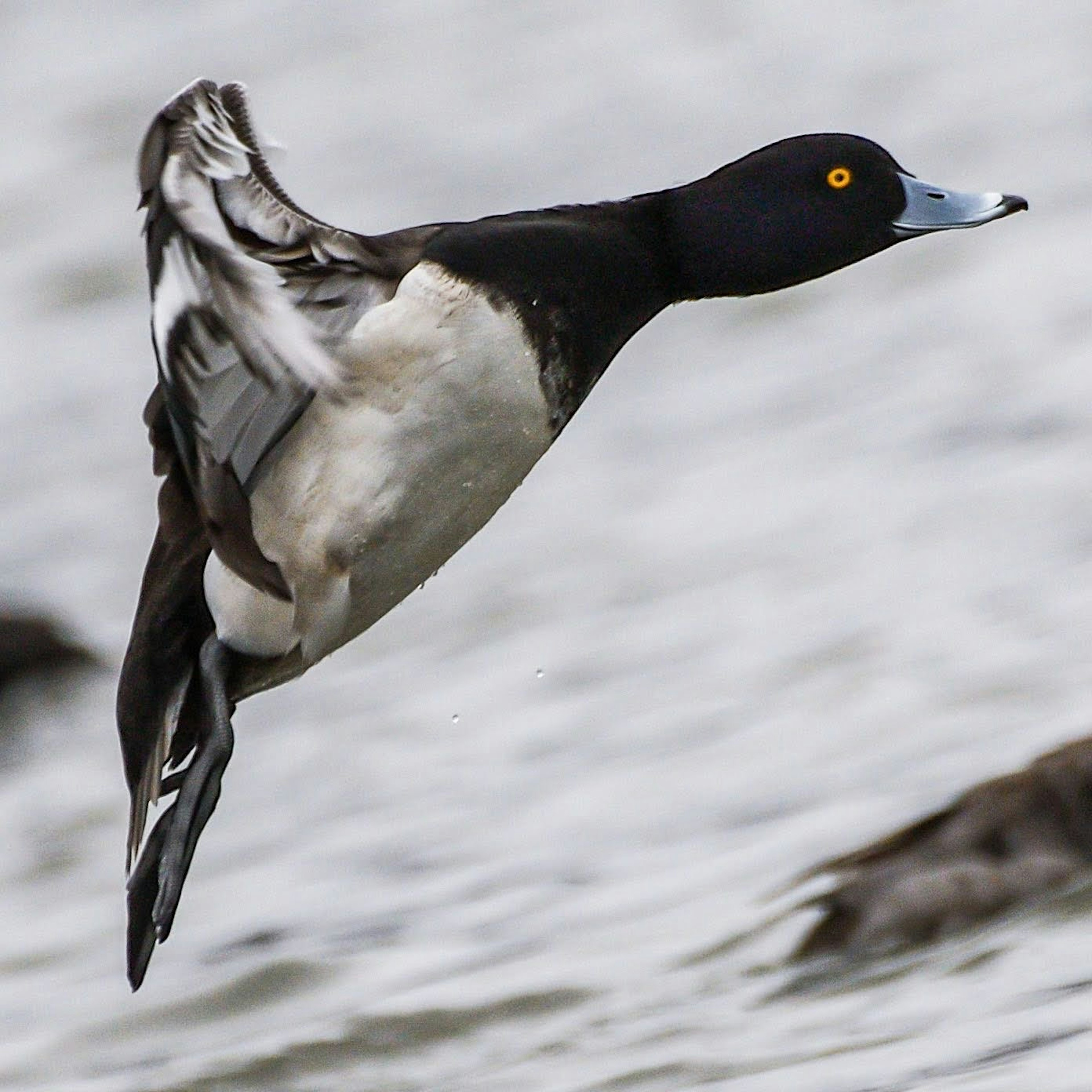 Male duck in flight showcasing black and white feathers with an orange eye