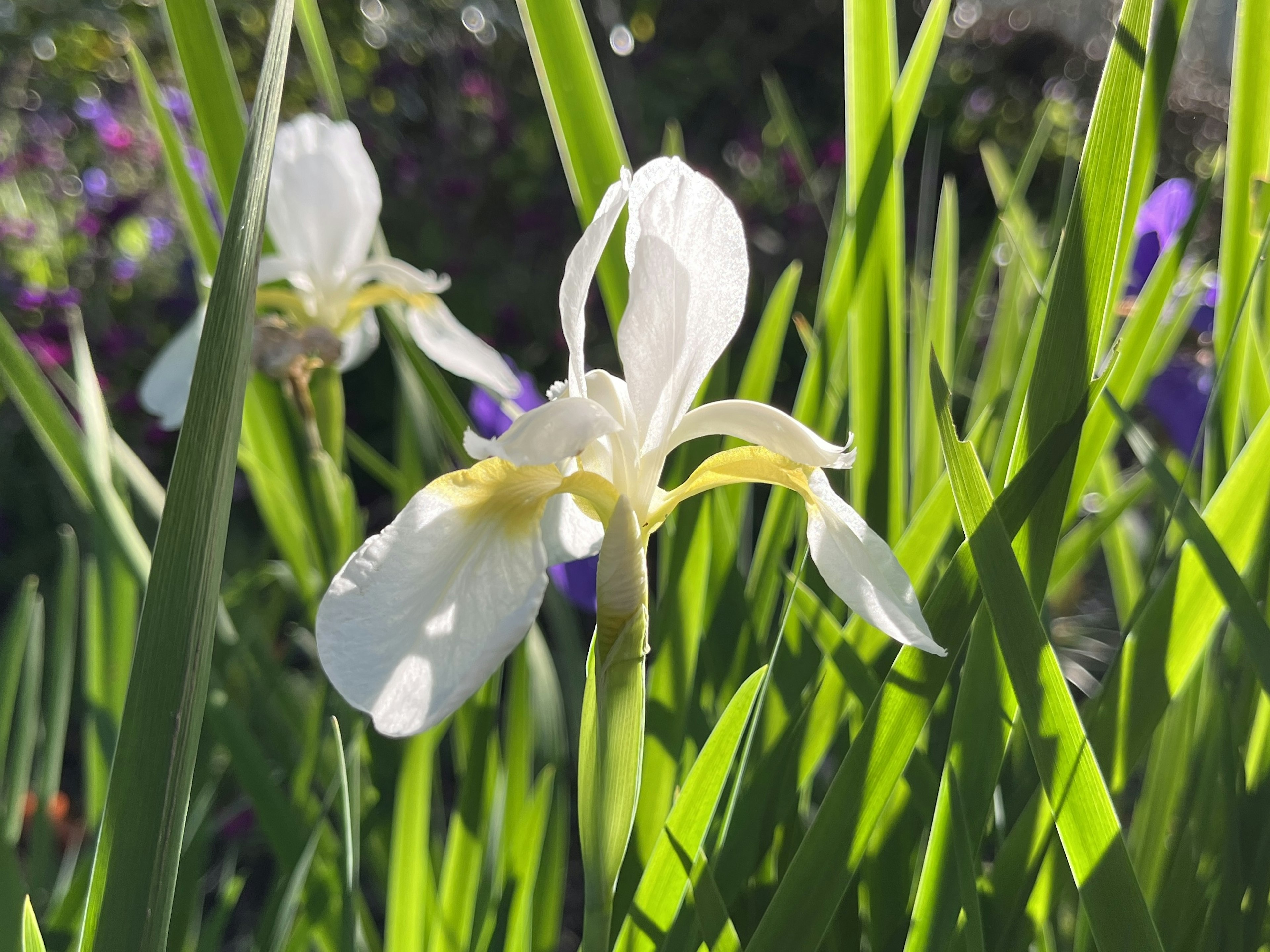 White iris flower surrounded by green leaves