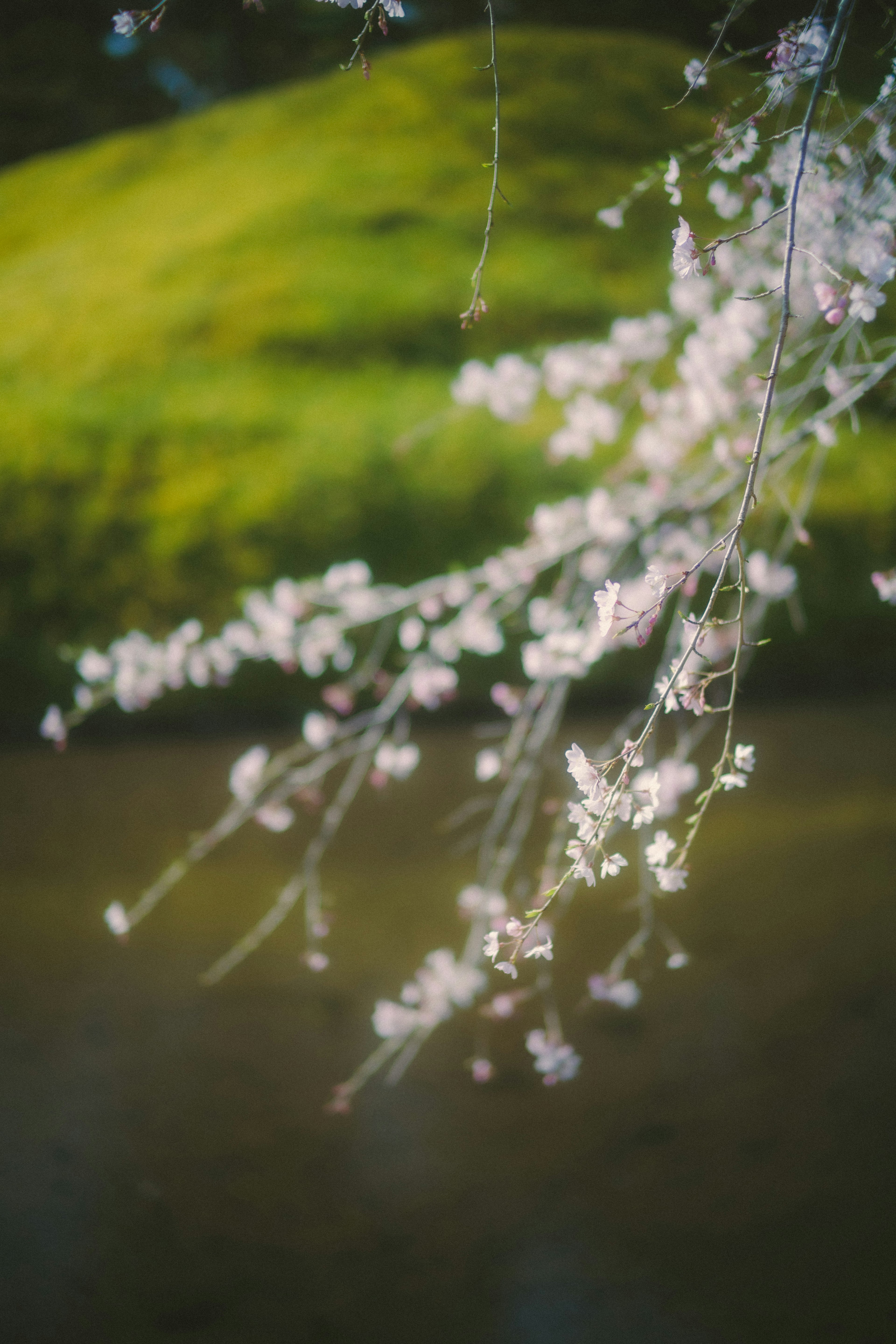 Cherry blossoms reflecting on the water with a green hill in the background