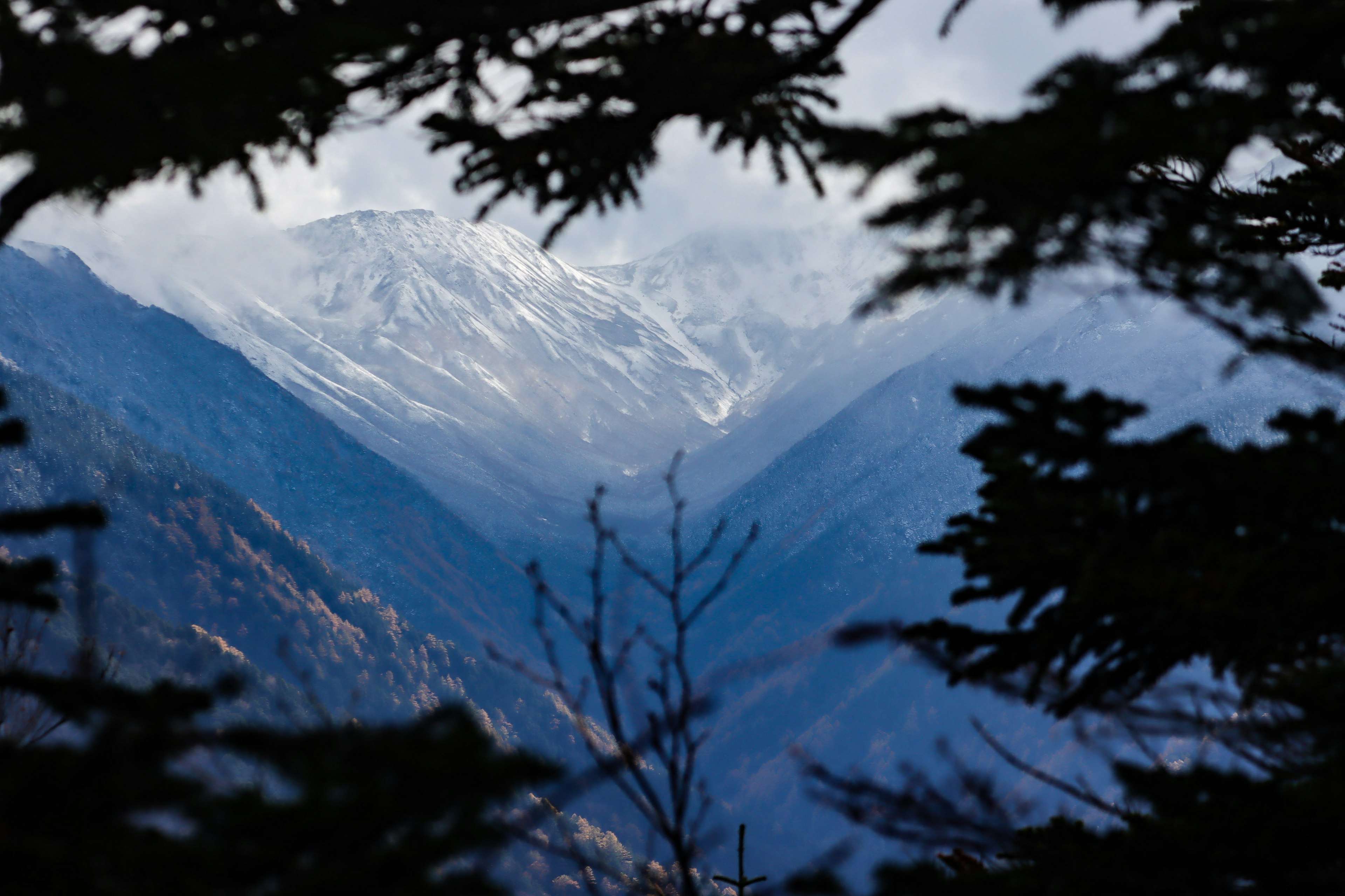 雪に覆われた山々が見える森の風景