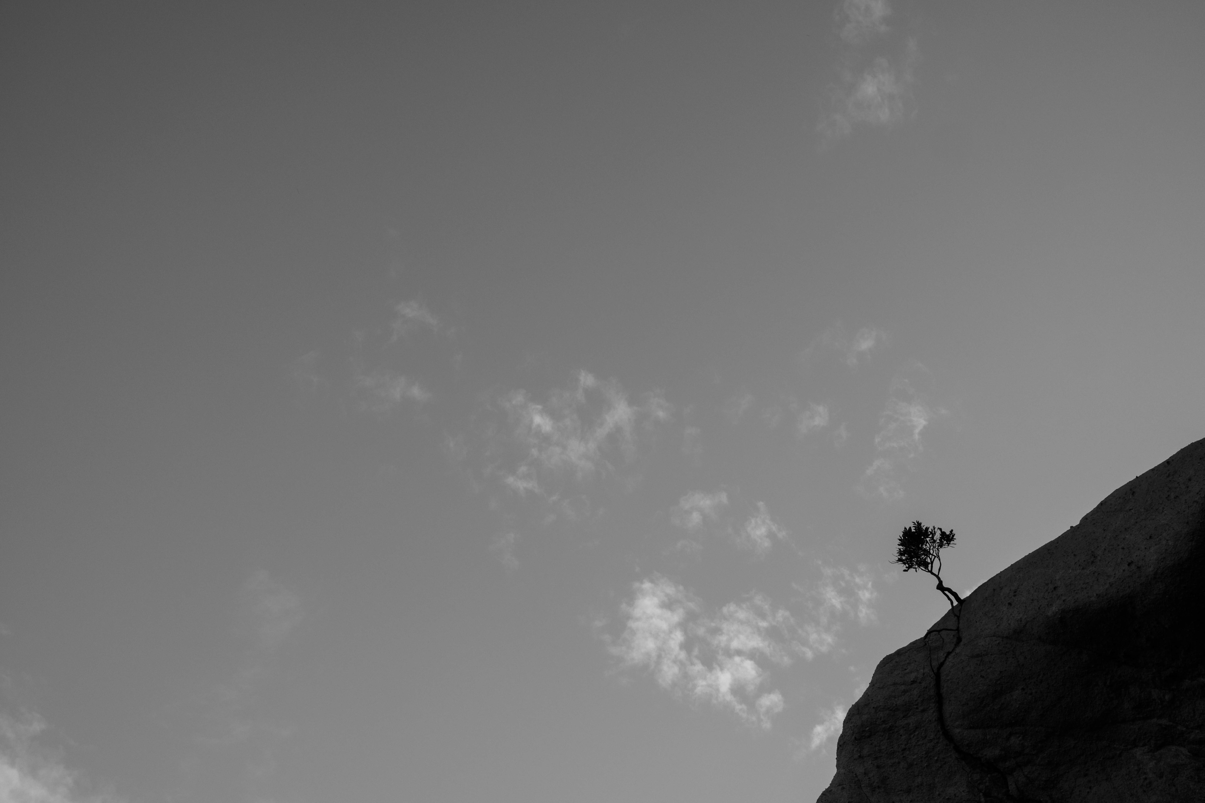 Ein Baum steht auf einer Klippe in einer schwarz-weißen Landschaft