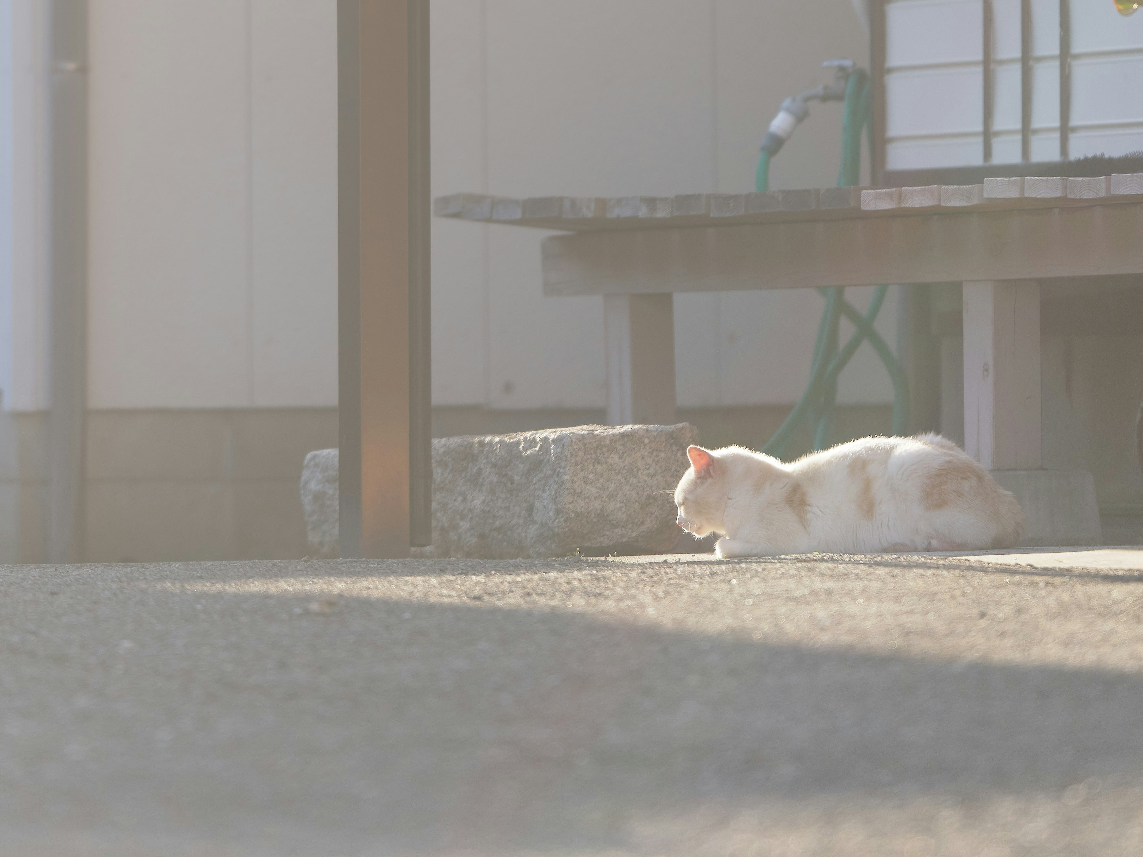 Eine weiße Katze, die sich in der Sonne räkelt