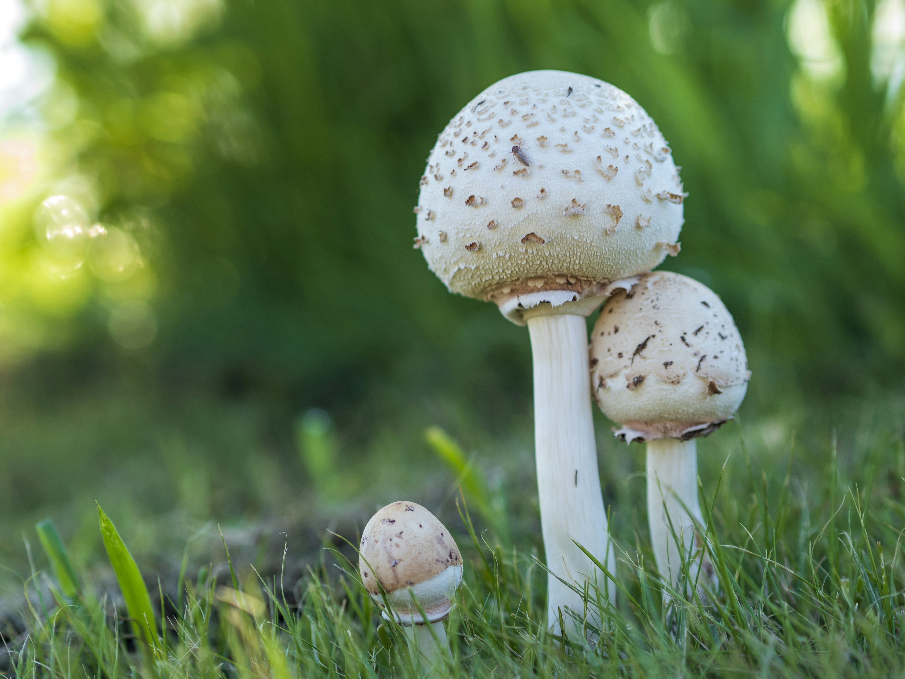 Three white mushrooms growing in grass