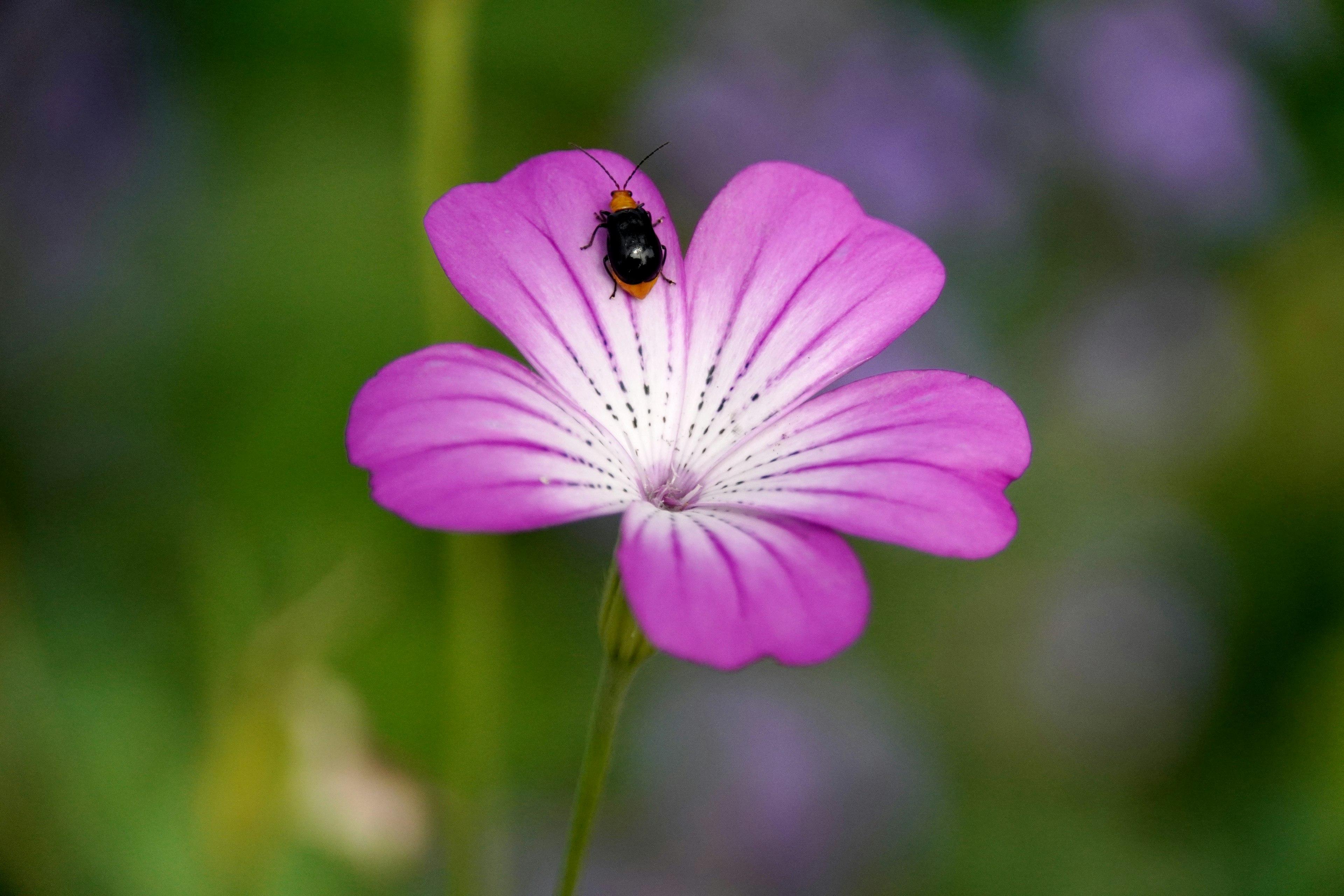 Pink flower with an insect on it vibrant natural background