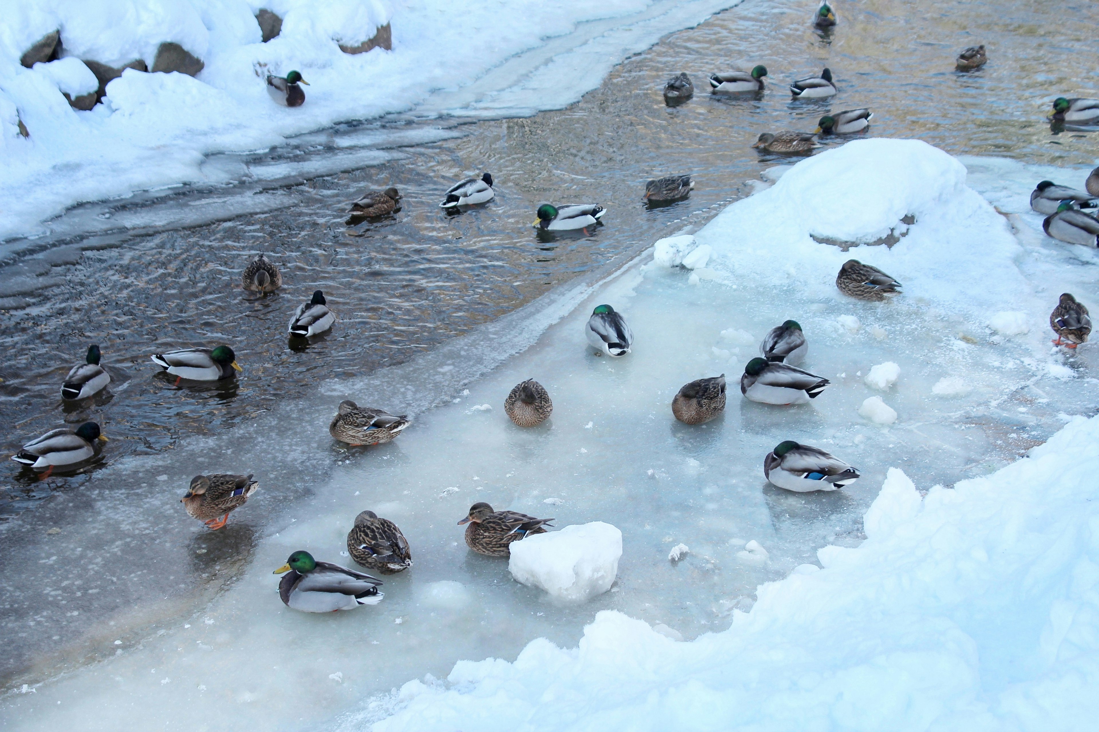 Eine Gruppe von Enten auf Eis und im Wasser winterliche Naturszene