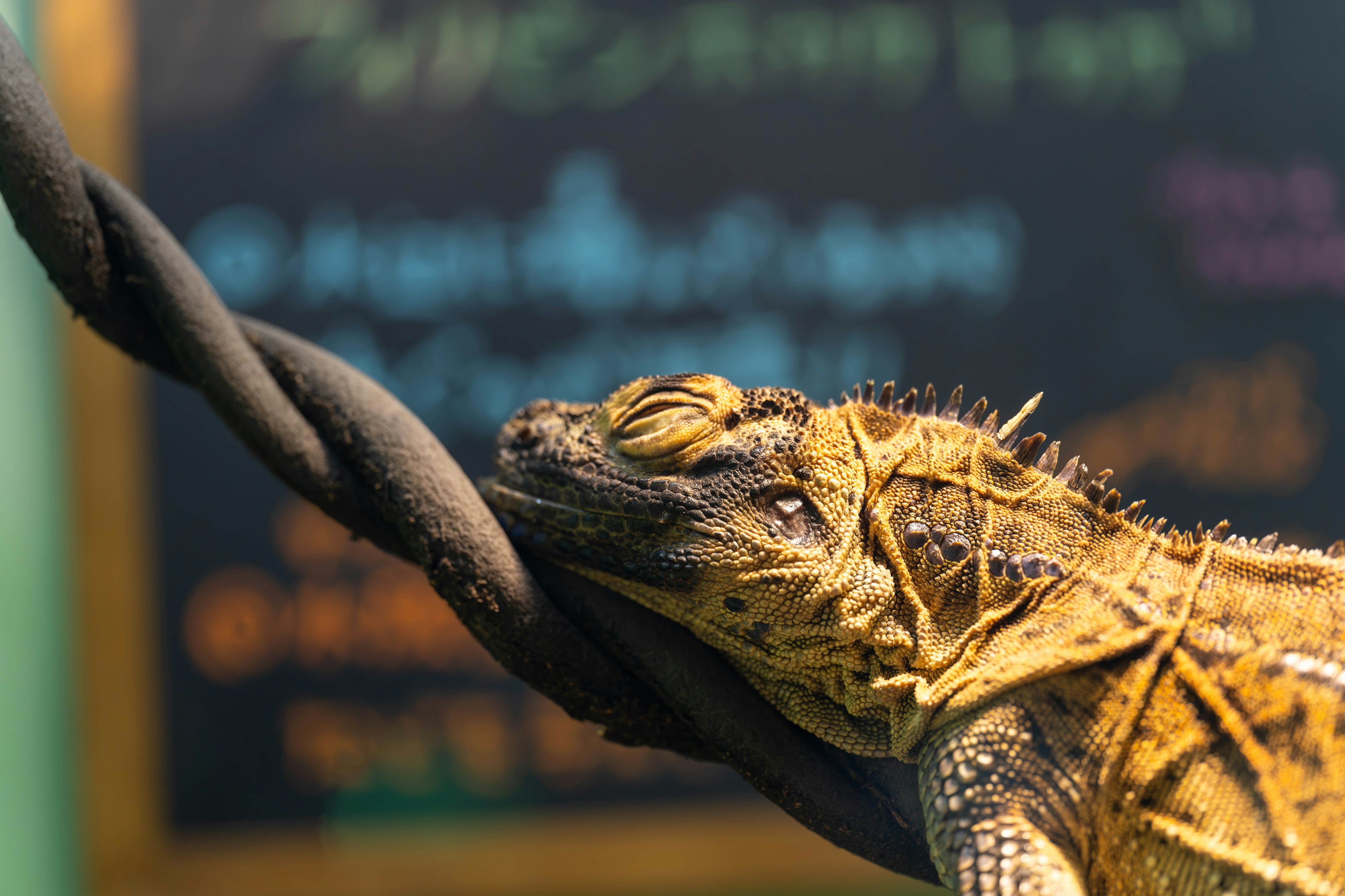 Close-up of a lizard resting on a branch showcasing its textured scales and color patterns