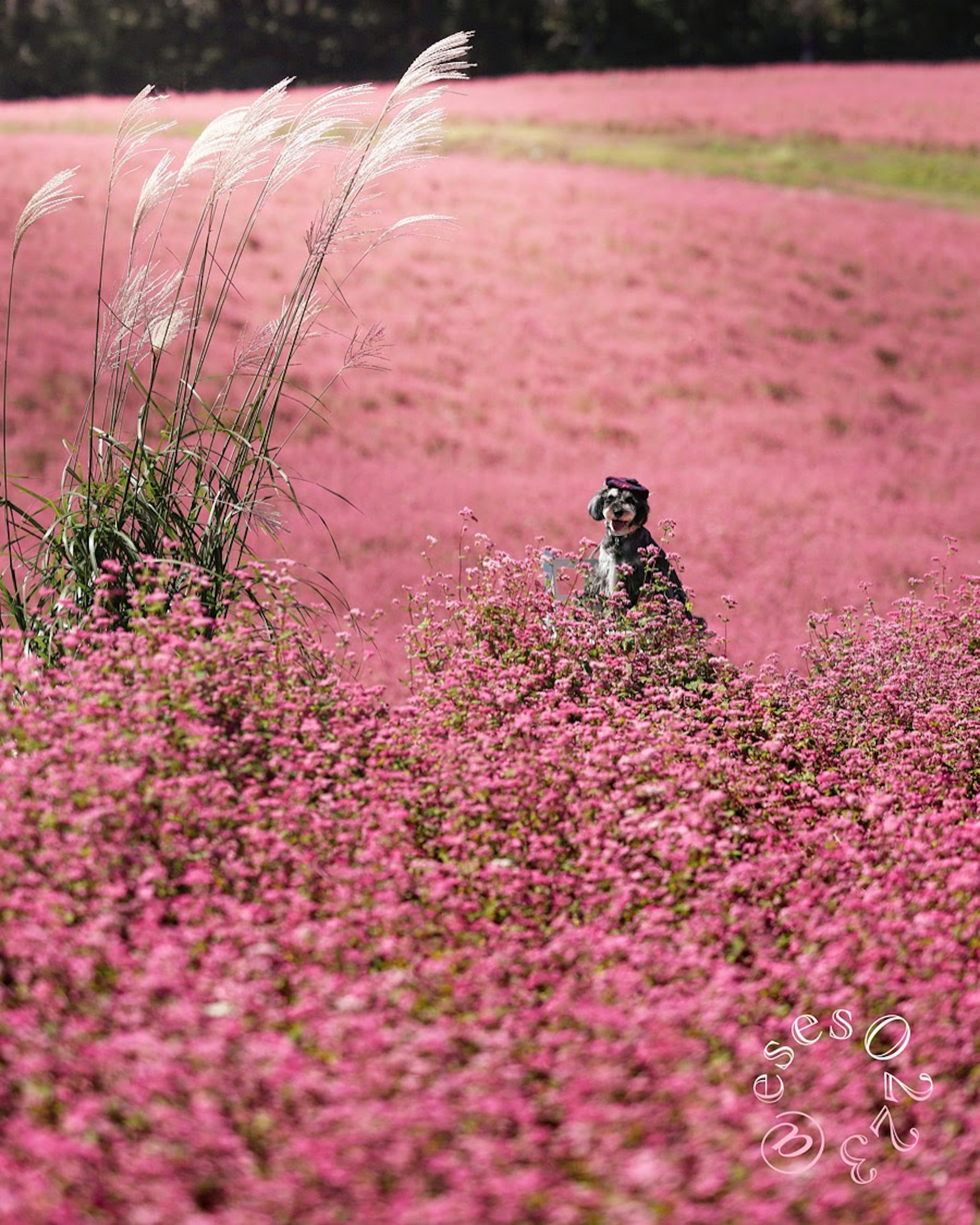 ピンクの花が咲き誇る広大な野原に立つ犬の姿