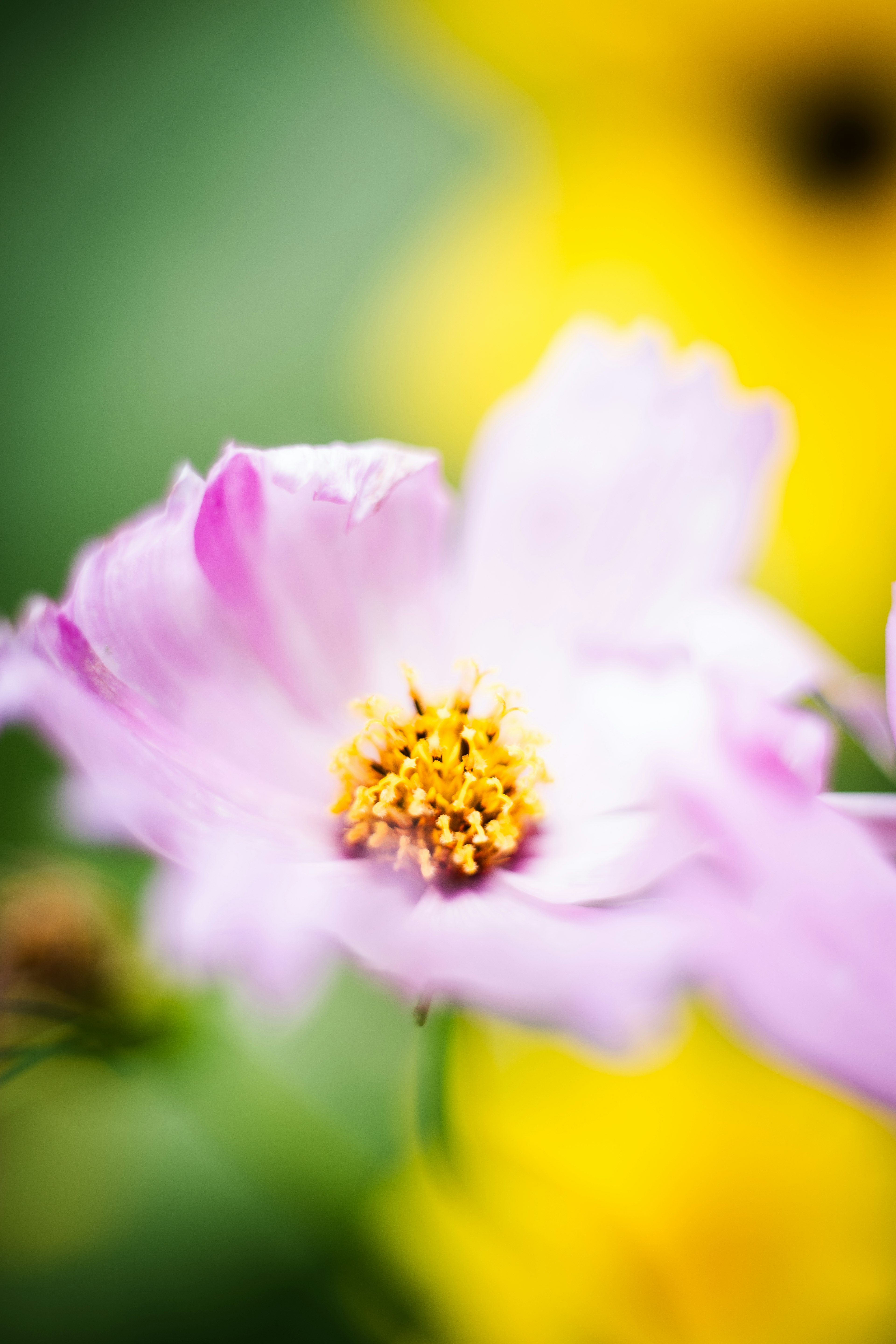 Flore rosa delicada con fondo amarillo