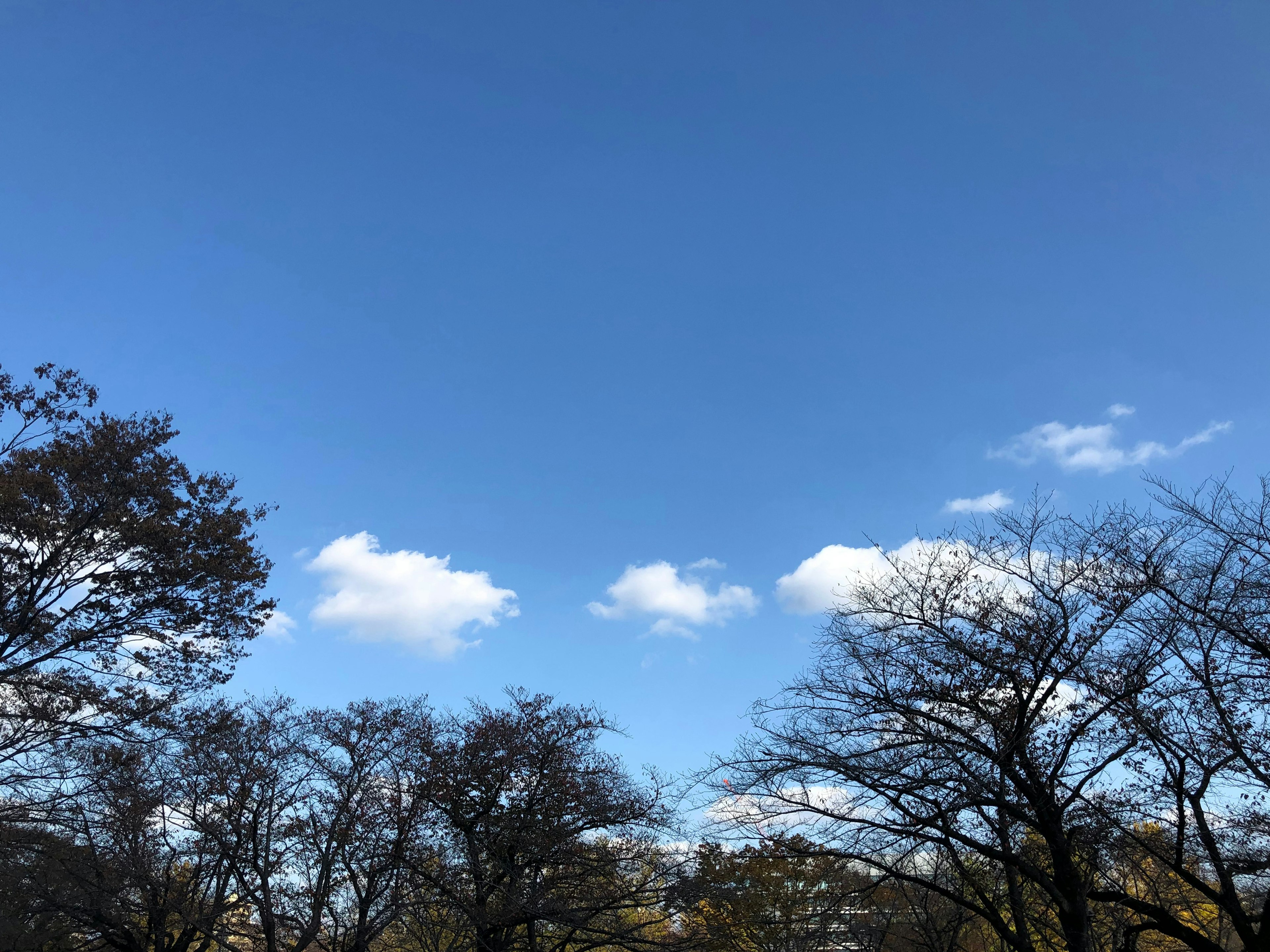 青空と白い雲が広がる風景 樹木のシルエットが見える