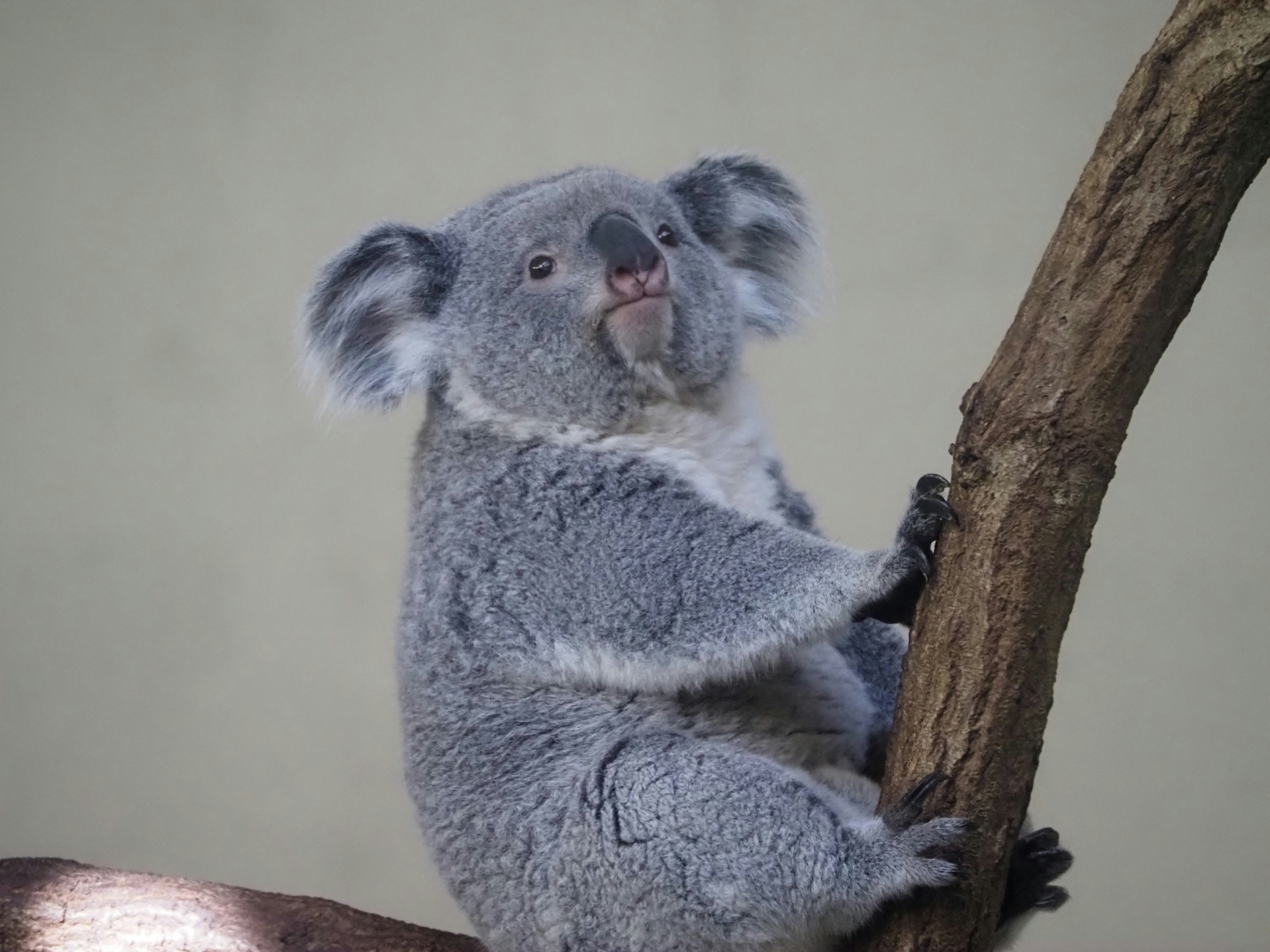 Süßes Koala, das sich an einen Baum lehnt