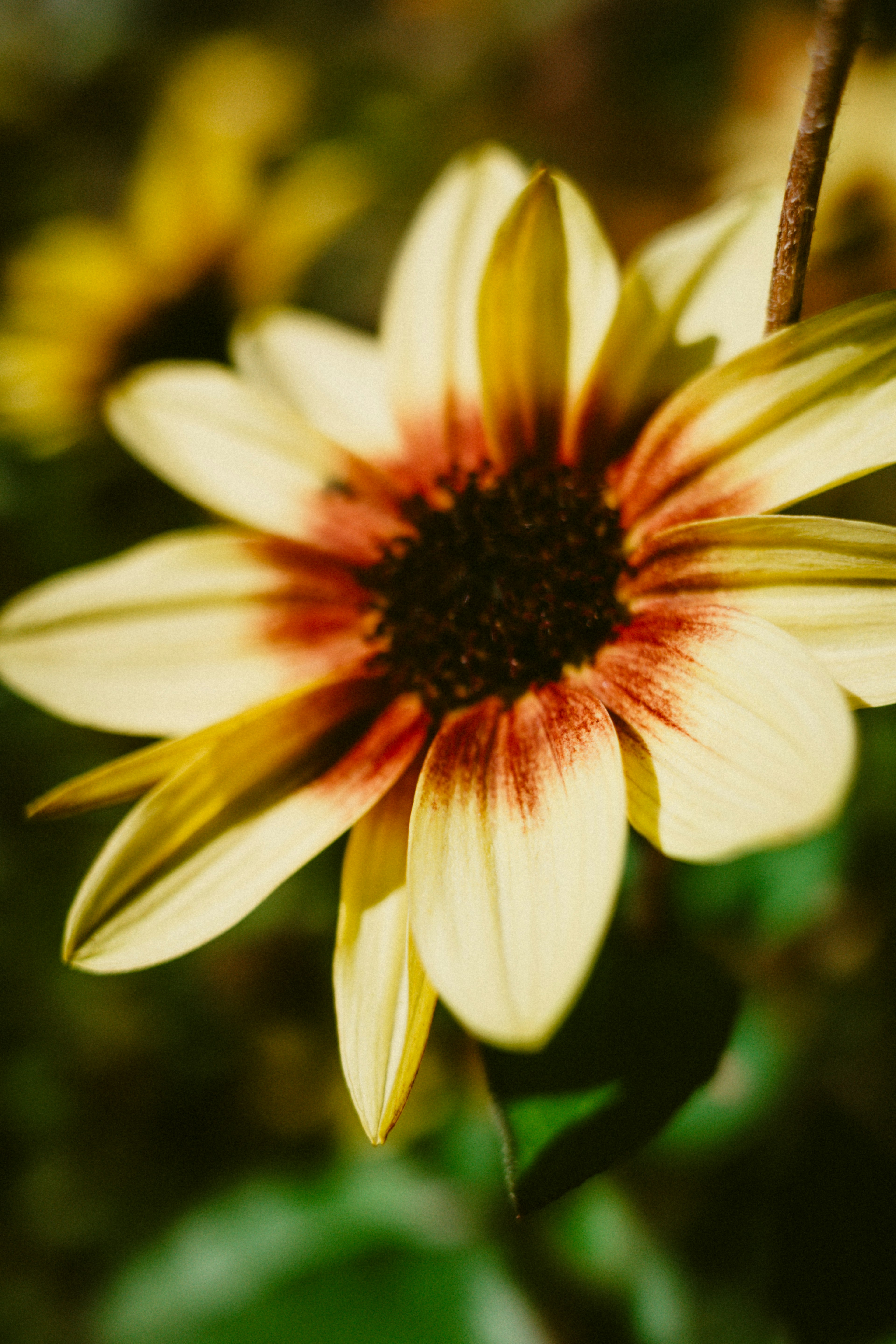 Gros plan d'un tournesol avec des pétales jaunes et rouges