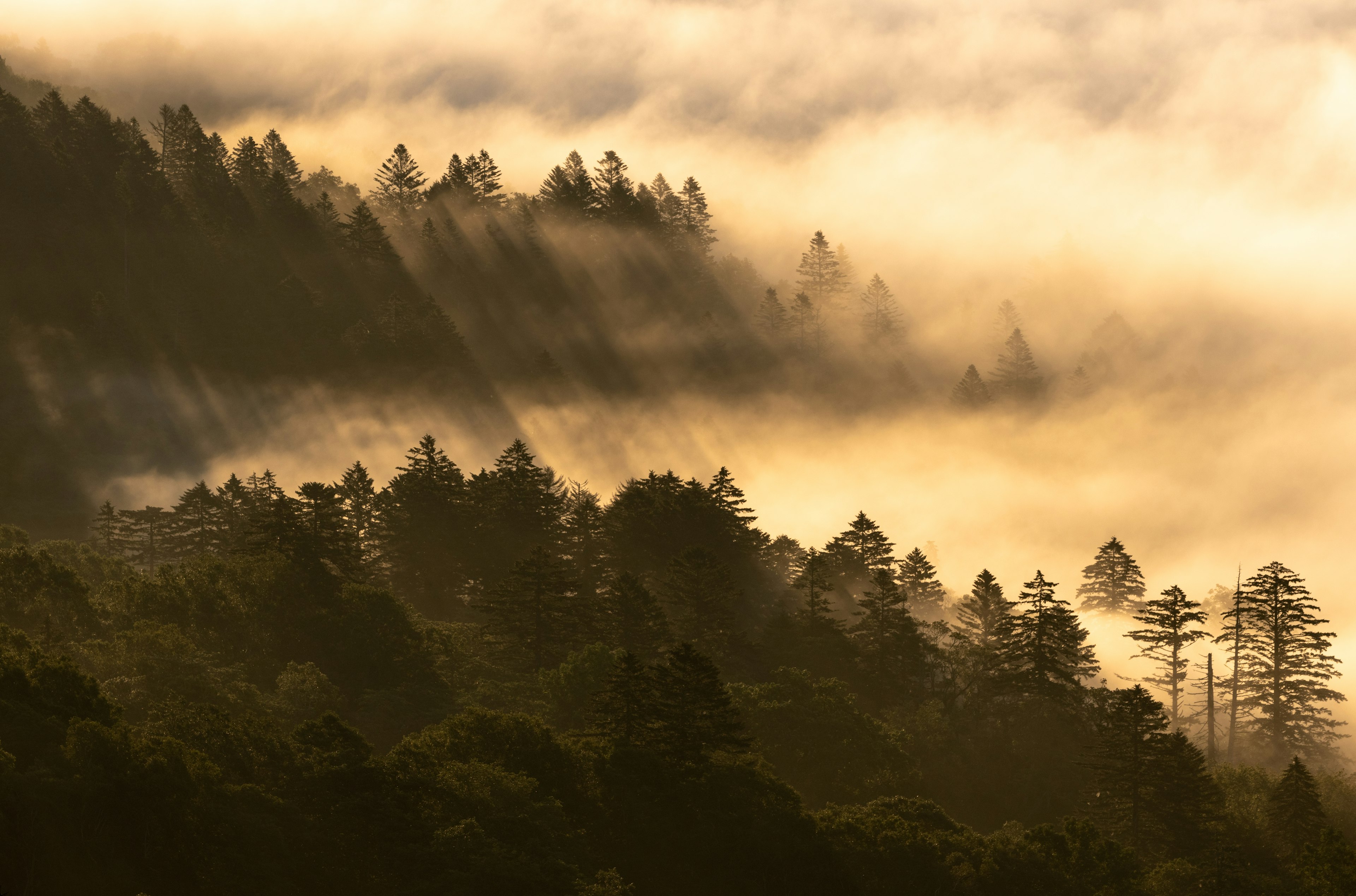 Foggy forest landscape with sunlight streaming through trees