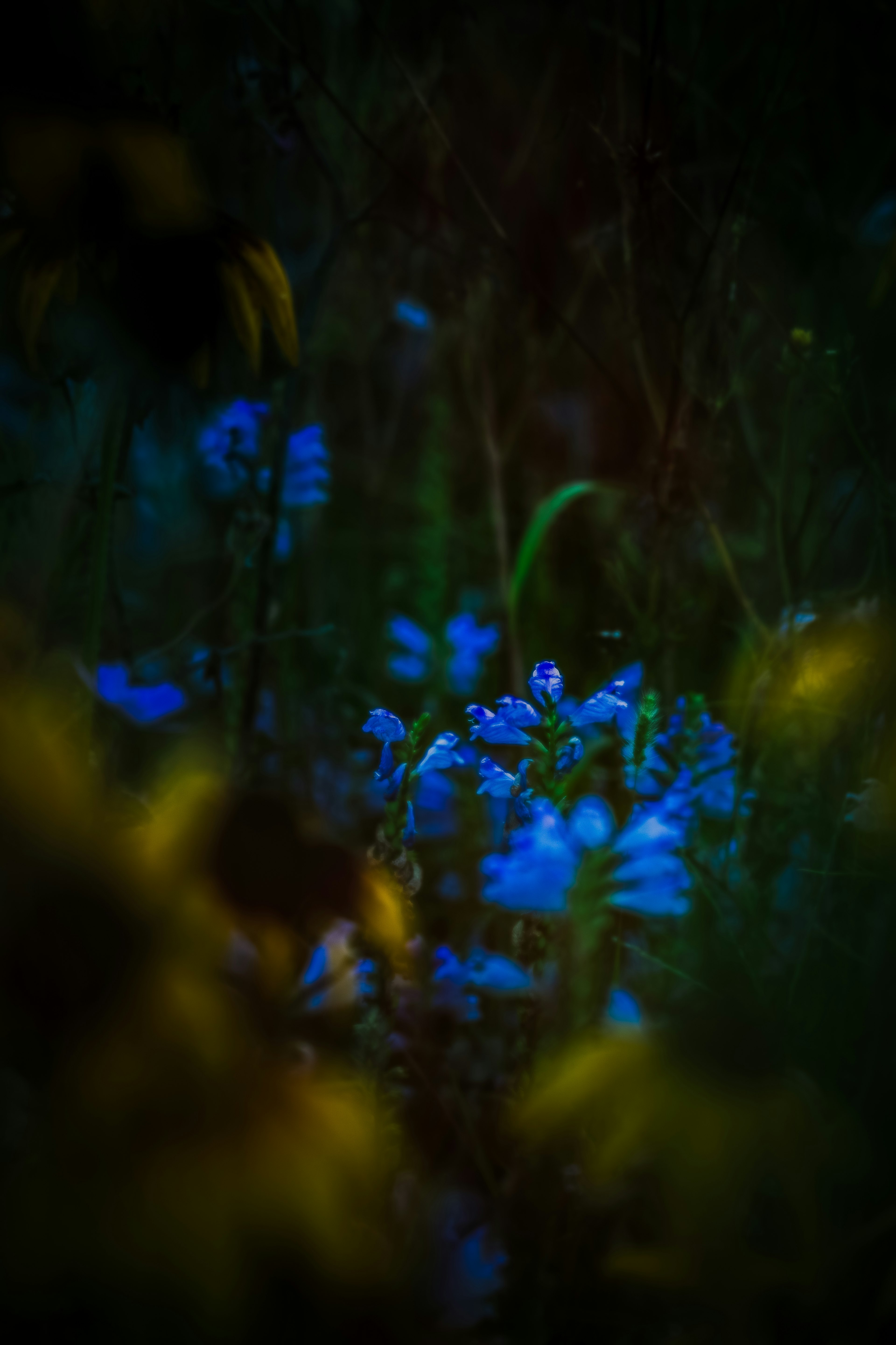 Hermosa escena de flores azules que emergen contra un fondo oscuro