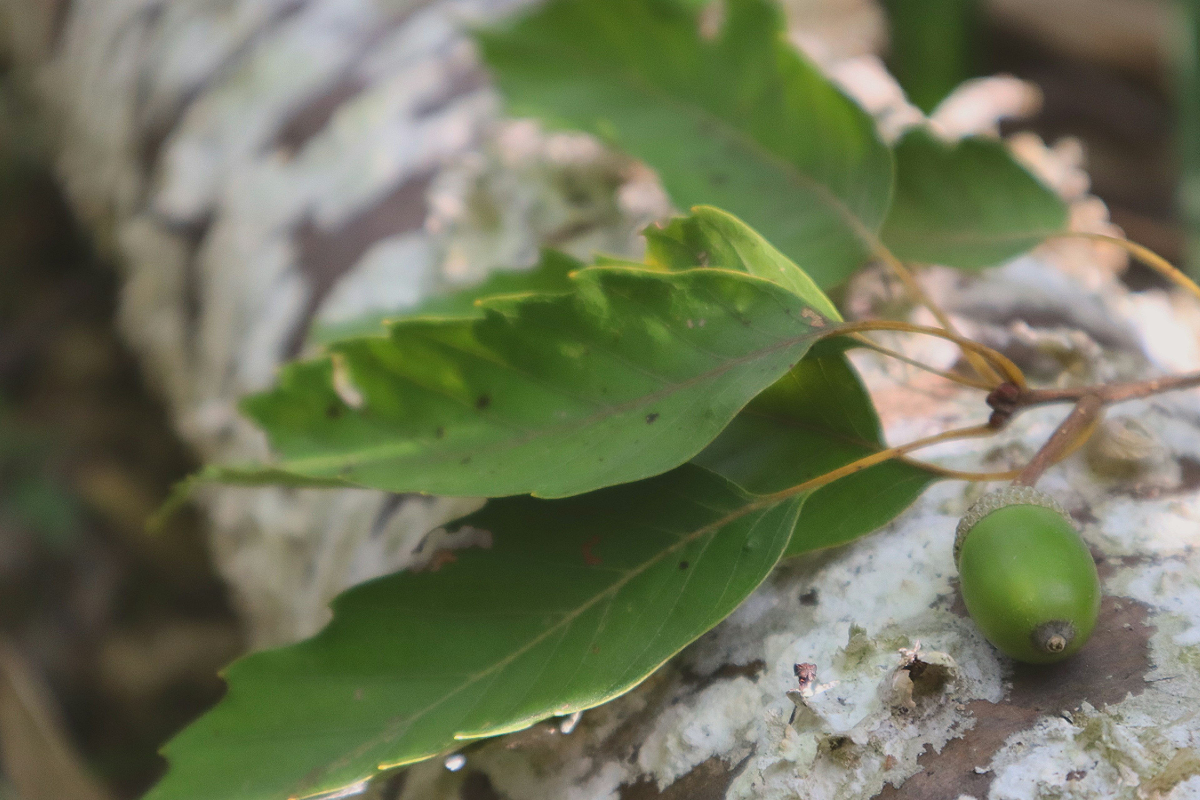 Green leaves and a small acorn on a tree trunk