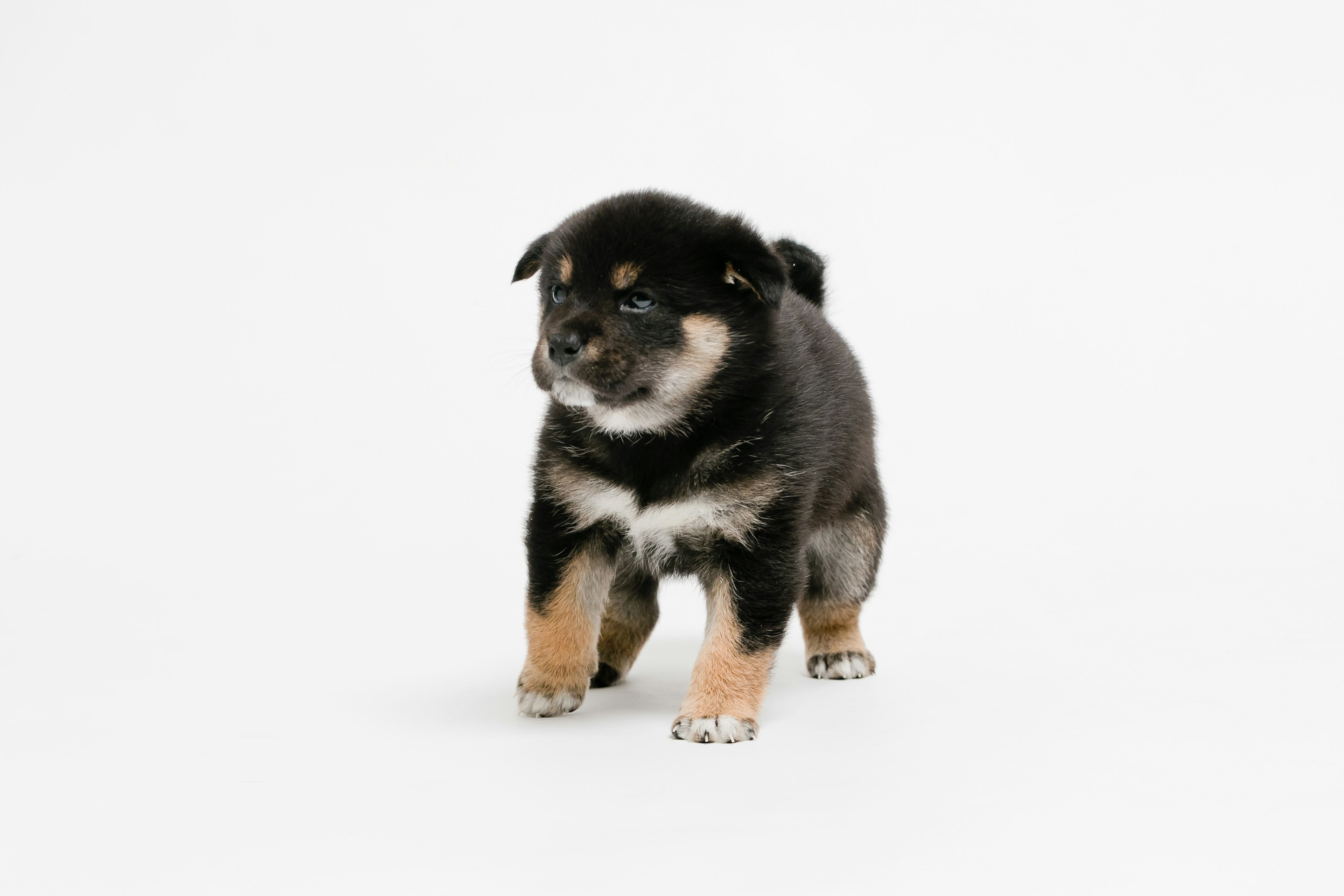 A black and tan puppy standing on a white background