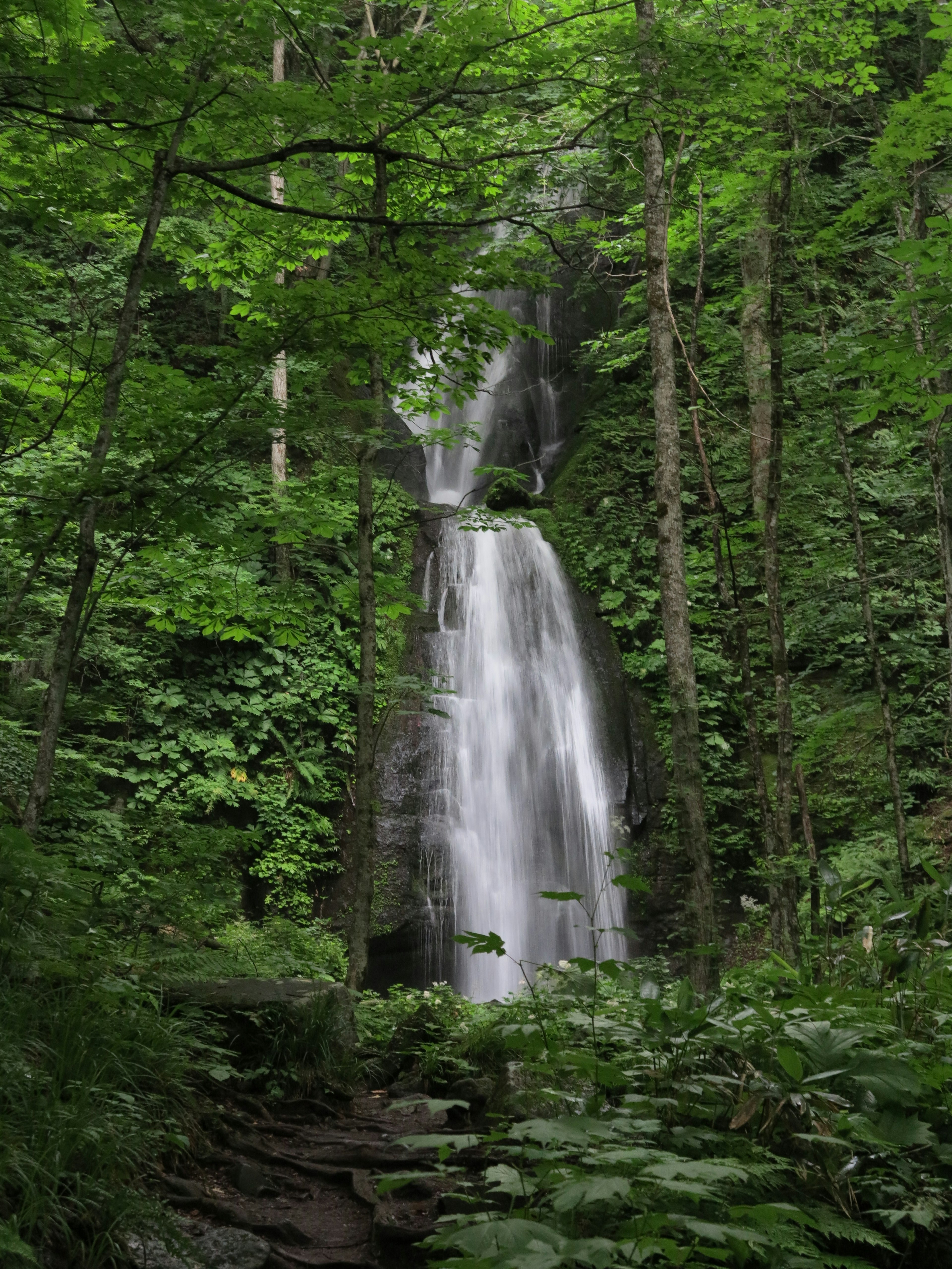 Una hermosa cascada que fluye a través de un bosque verde