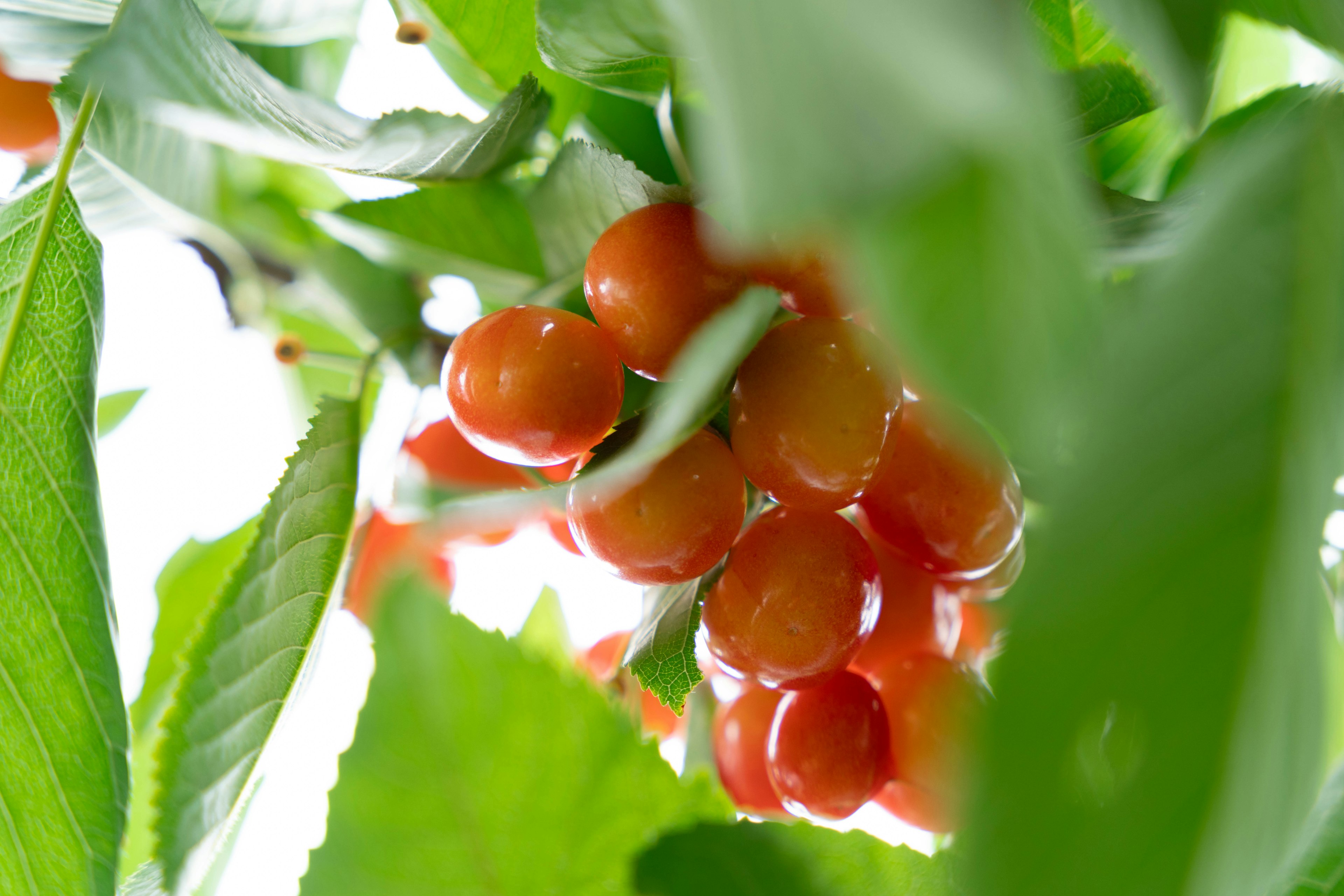 Primo piano di bacche arancioni tra foglie verdi