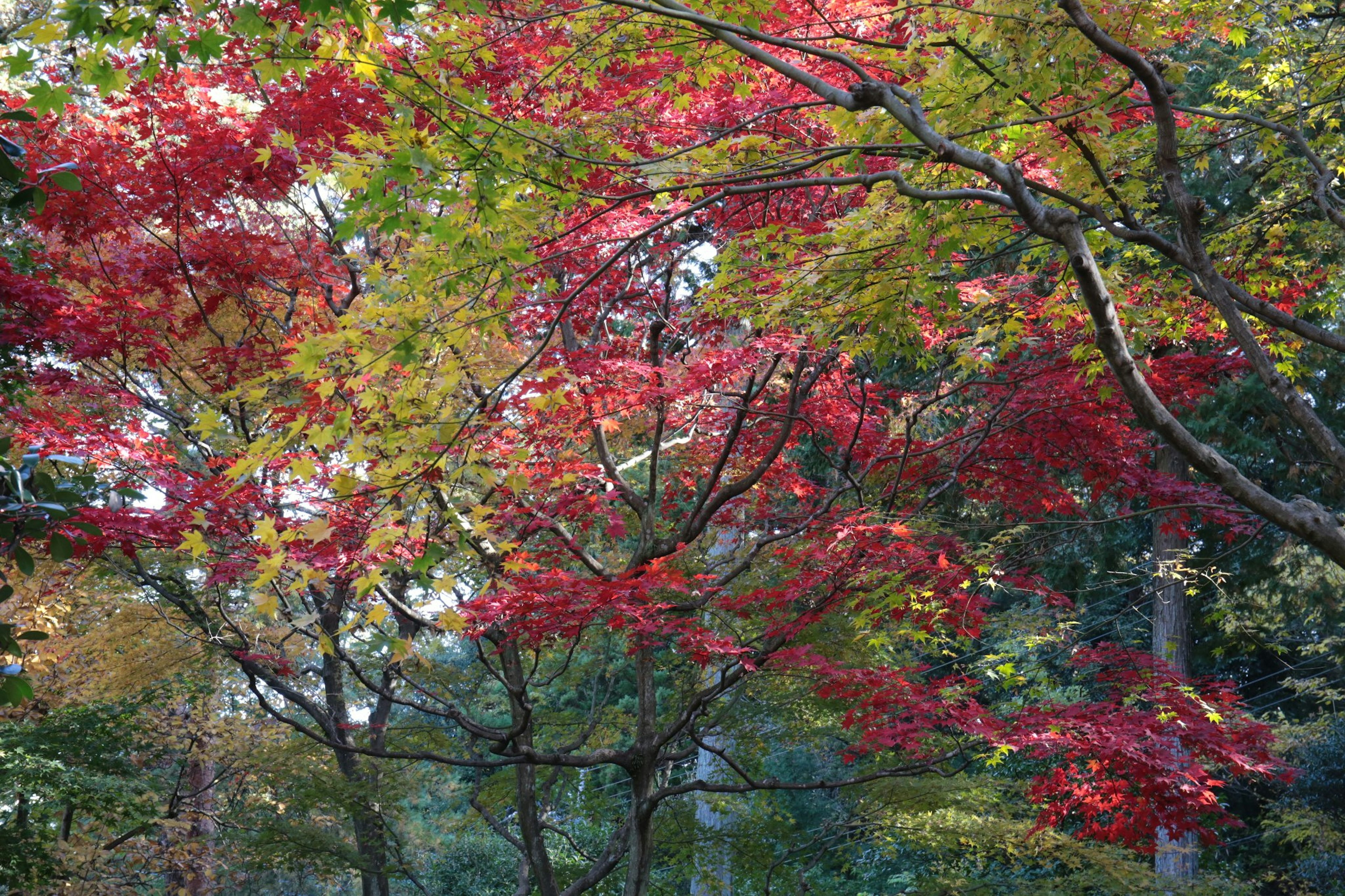 화려한 가을 단풍이 있는 나무의 경치