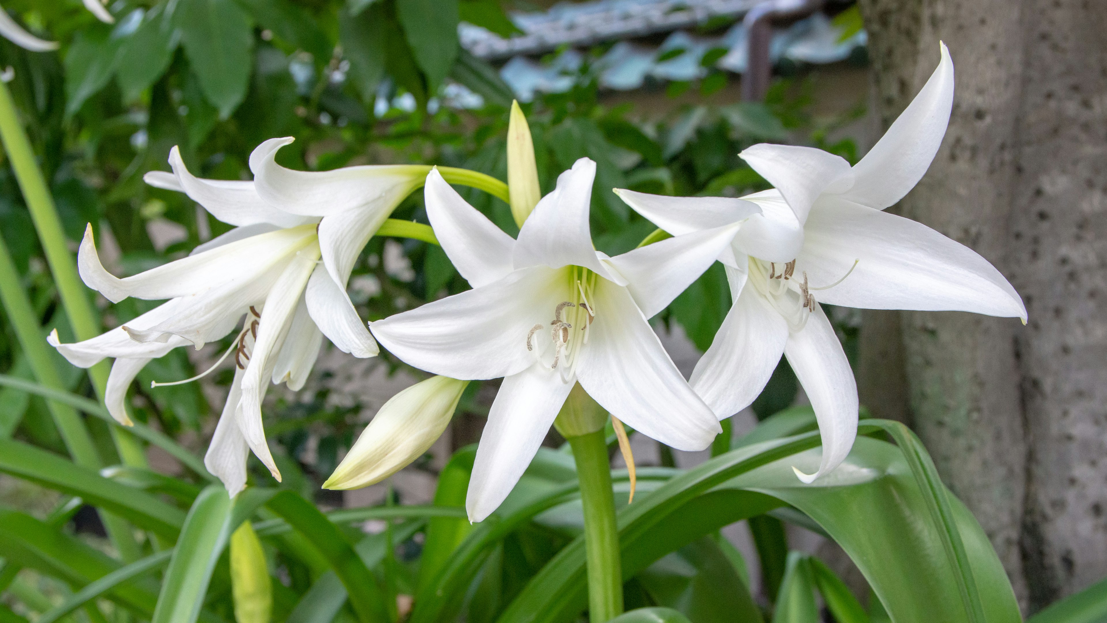 白い花が咲いている庭の一部