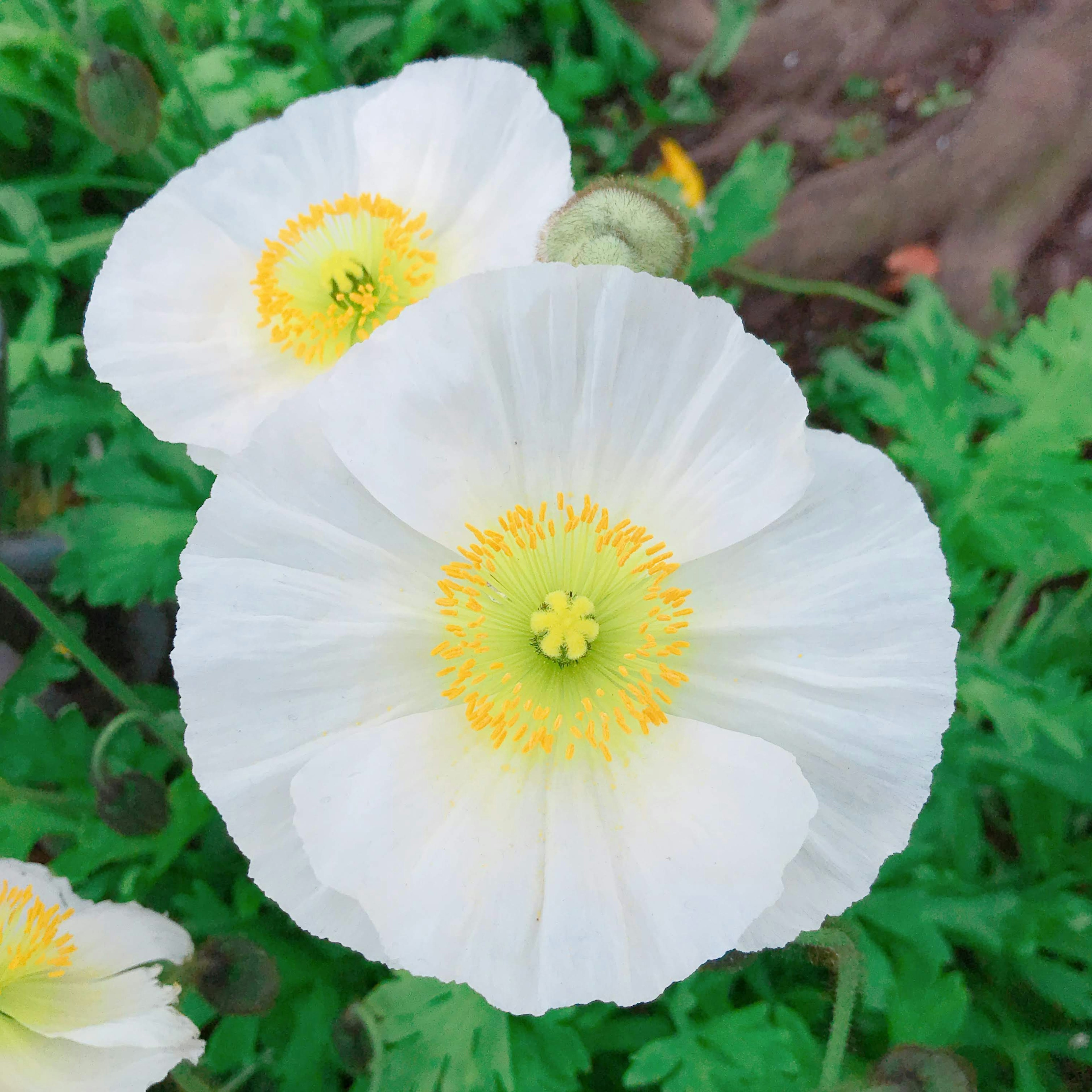 白い花弁と黄色の中心を持つポピーの花